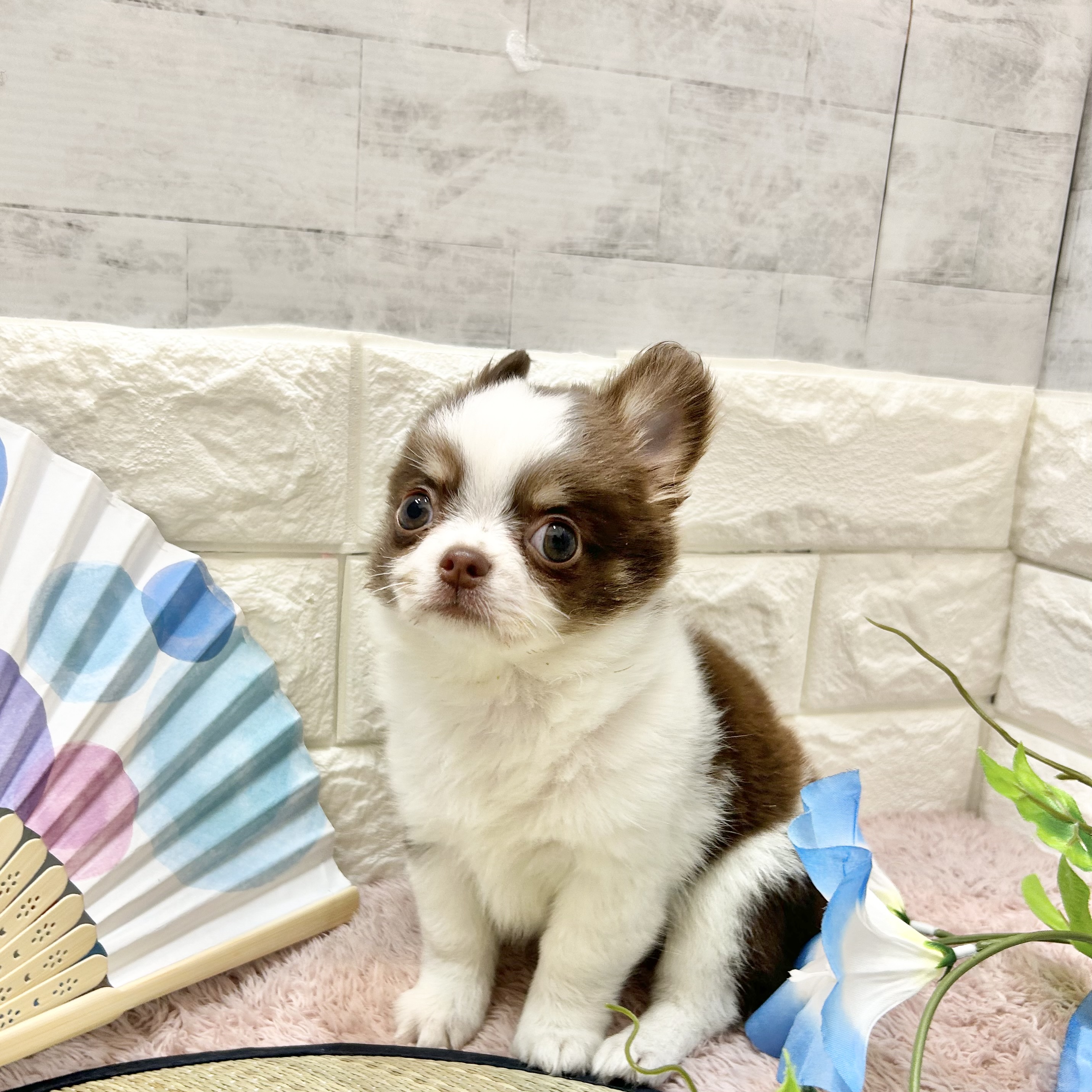 静岡県のチワワ(ロング) (犬の家＆猫の里プレ葉ウォーク浜北店/2026年5月15日生まれ/男の子/ホワイトチョコレートタン)の子犬の3枚目の画像
