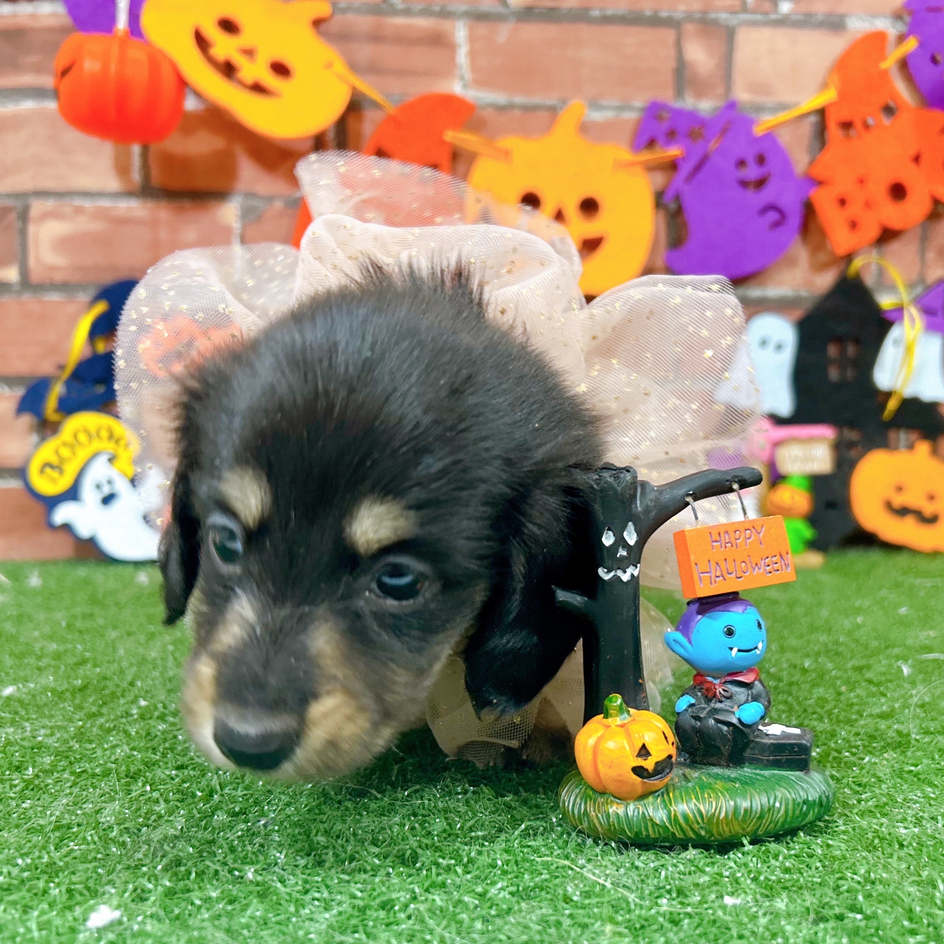神奈川県のミニチュアダックスフンド(ロング) (犬の家＆猫の里小田原店/2025年8月26日生まれ/男の子/ブラックイエロー)の子犬の3枚目の画像