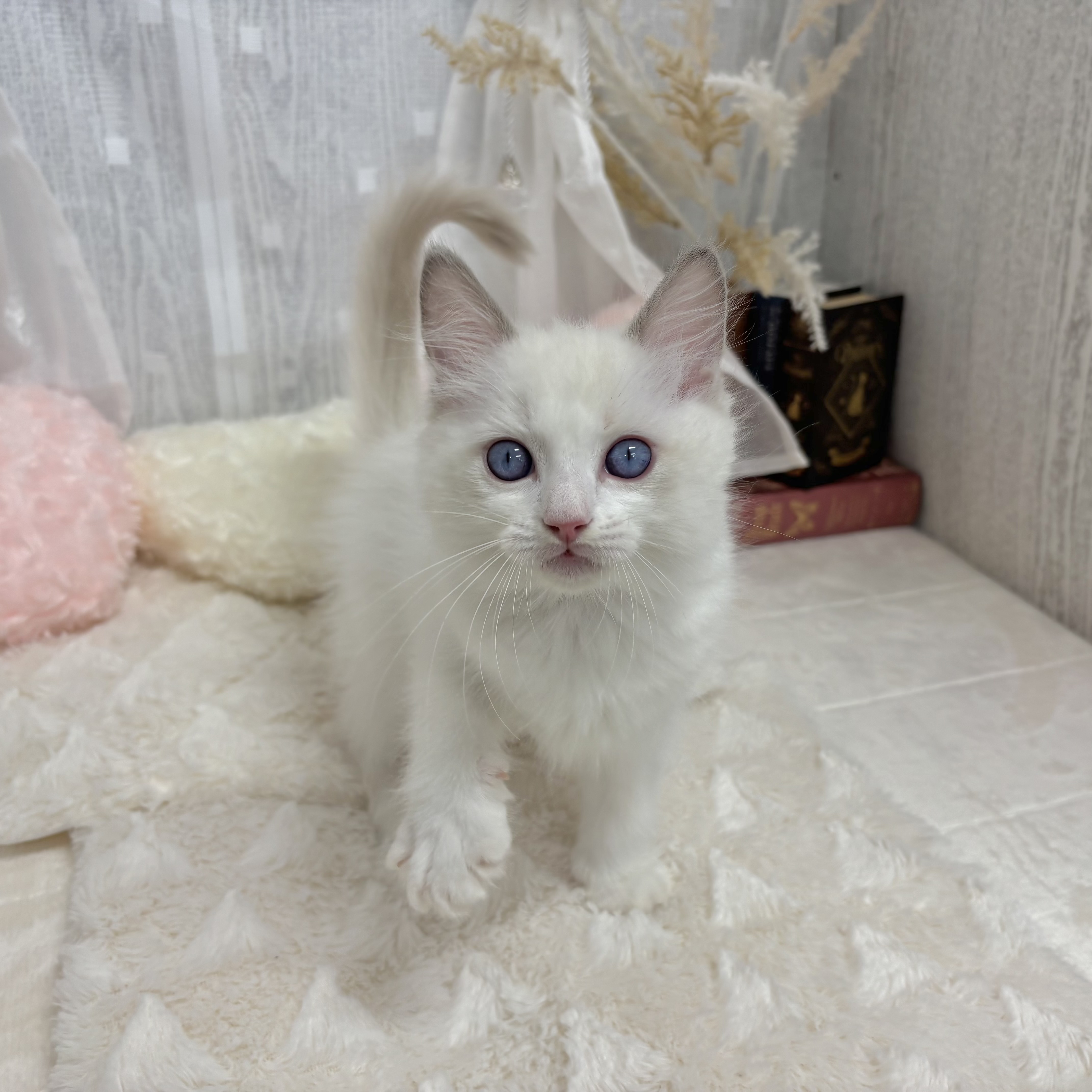 神奈川県のラグドール (犬の家＆猫の里相模原店/2025年6月25日生まれ/男の子/ブルーポイントバイカラー)の子猫の3枚目の画像