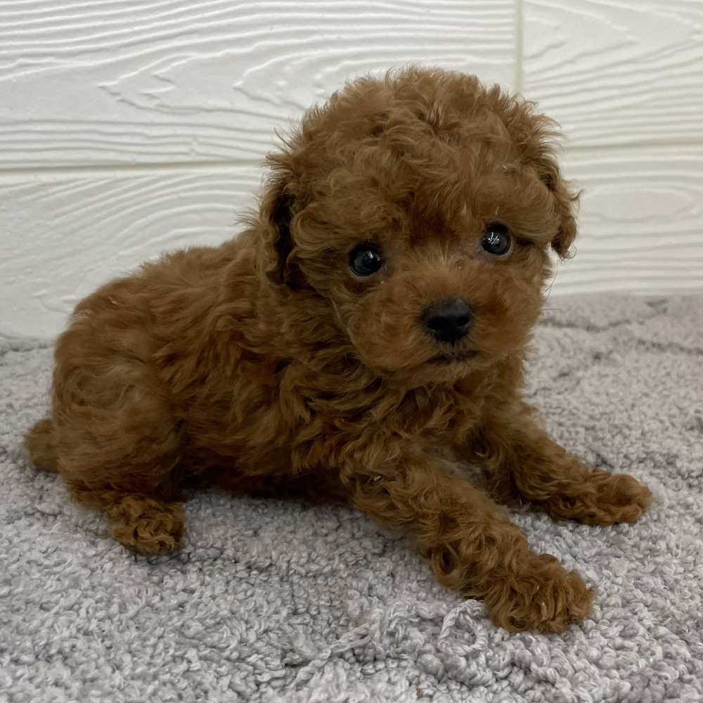 愛知県のトイプードル(トイ) (犬の家＆猫の里七宝店/2026年1月13日生まれ/男の子/レッドフォーン)の子犬の1枚目の画像