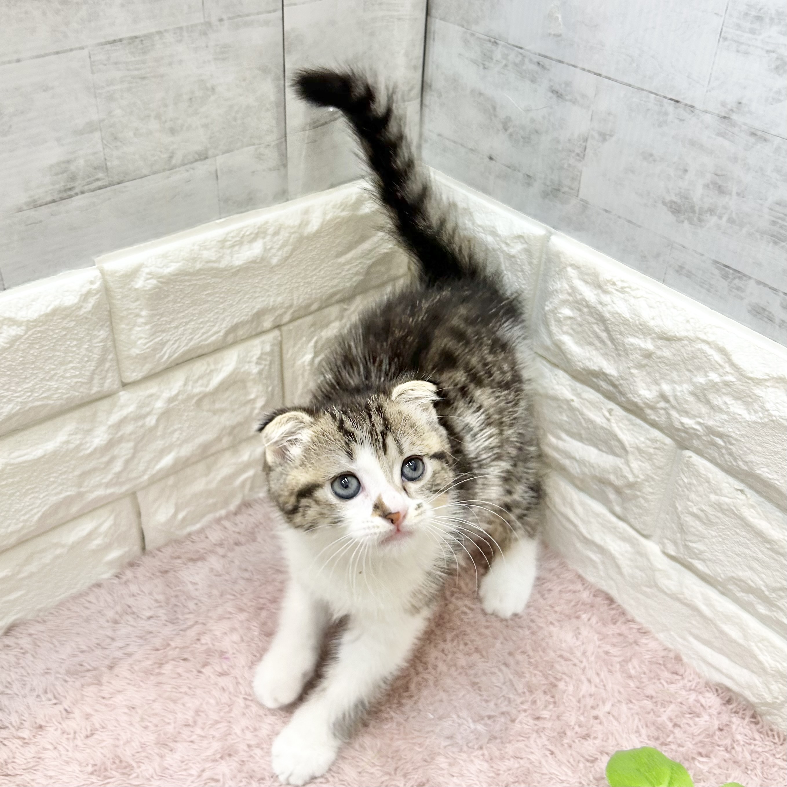 静岡県のスコティッシュフォールド (犬の家＆猫の里プレ葉ウォーク浜北店/2026年5月19日生まれ/女の子/ブラウンタビーホワイト)の子猫の3枚目の画像