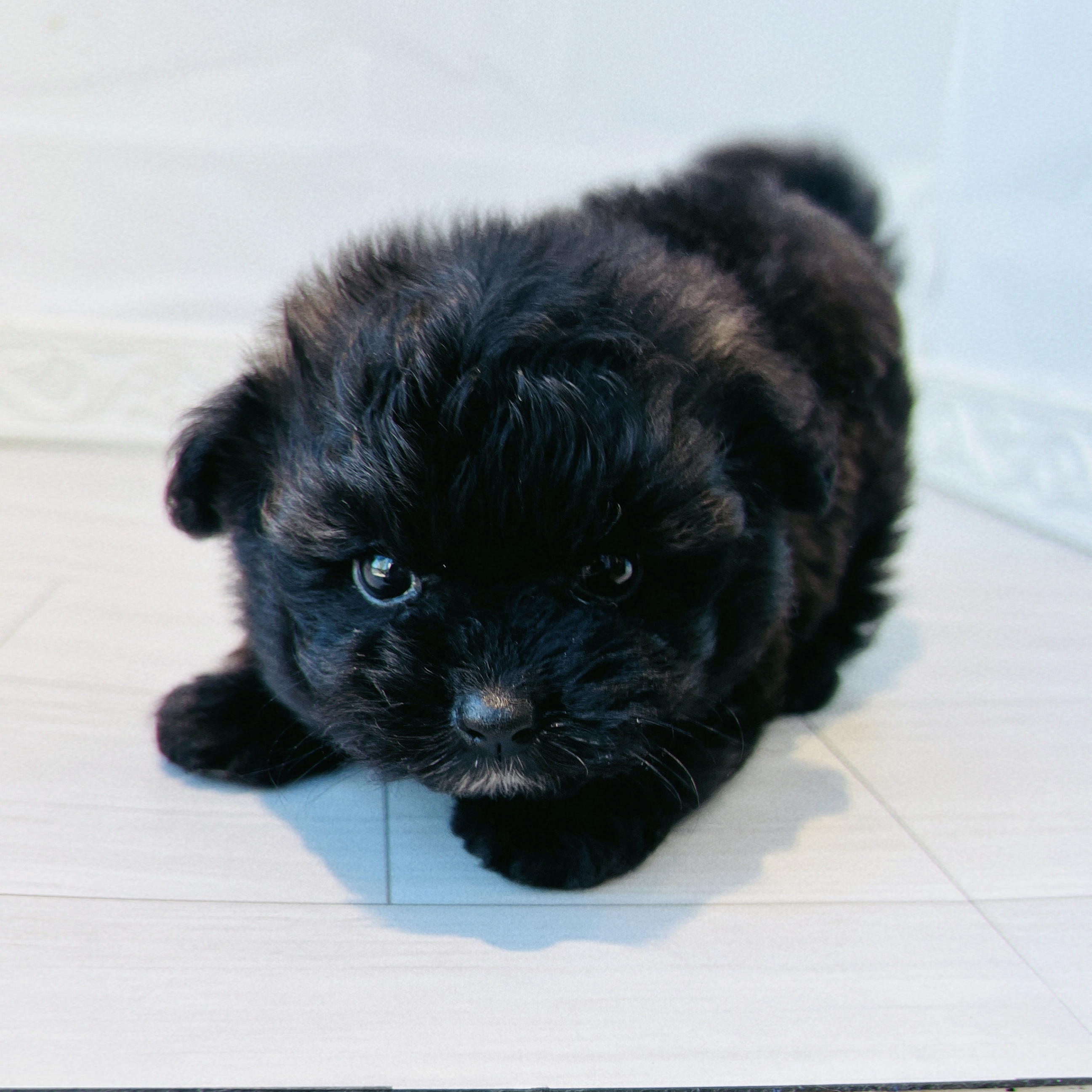愛知県のポメプー(ポメラニアン×プードル) (犬の家＆猫の里春日井本店/2026年8月18日生まれ/男の子/ブラウンホワイト)の子犬の3枚目の画像