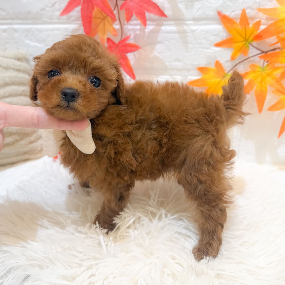 静岡県のトイプードル(トイ) (犬の家＆猫の里富士店/2025年9月9日生まれ/女の子/レッド)の子犬の3枚目の画像