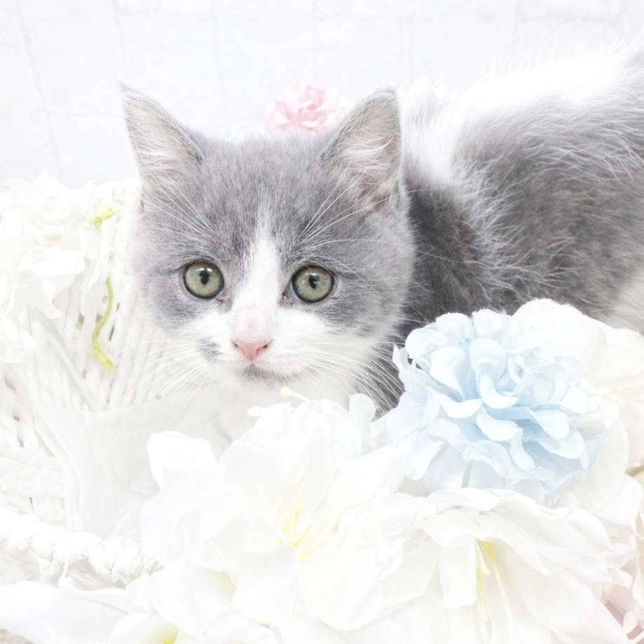 石川県のブリティッシュショートヘアー (犬の家＆猫の里アミーゴ金沢有松店/2026年1月29日生まれ/男の子/ブルーホワイト)の子猫の1枚目の画像