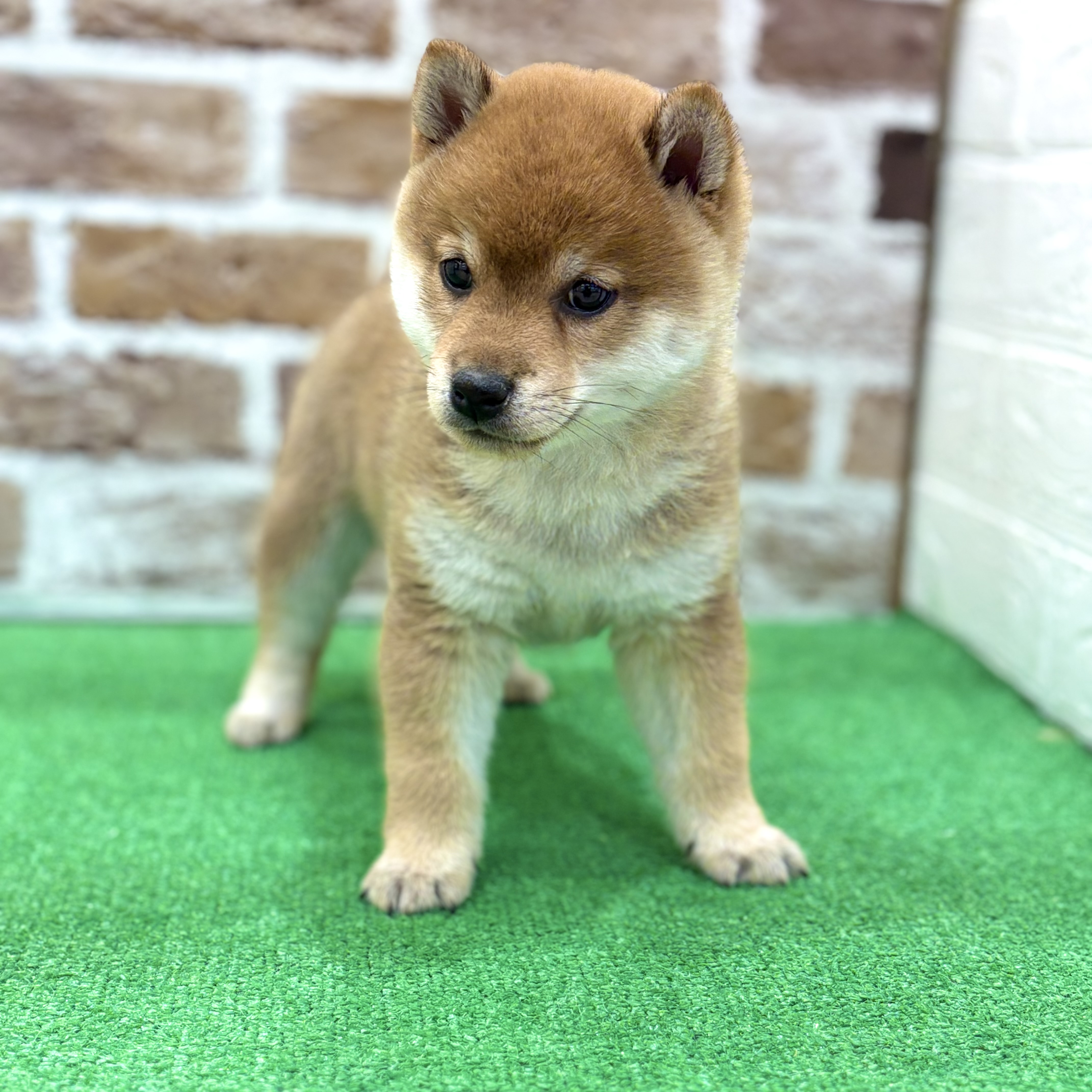 三重県の柴犬(標準サイズ) (犬の家＆猫の里三重桑名店/2025年12月29日生まれ/男の子/赤)の子犬の3枚目の画像