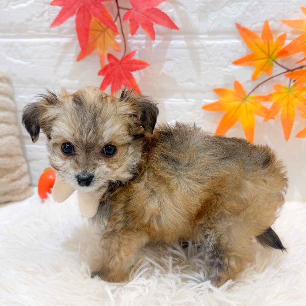 静岡県のチワプー/プーチー(チワワ×プードル) (犬の家＆猫の里富士店/2025年9月8日生まれ/女の子/フォーン)の子犬の3枚目の画像