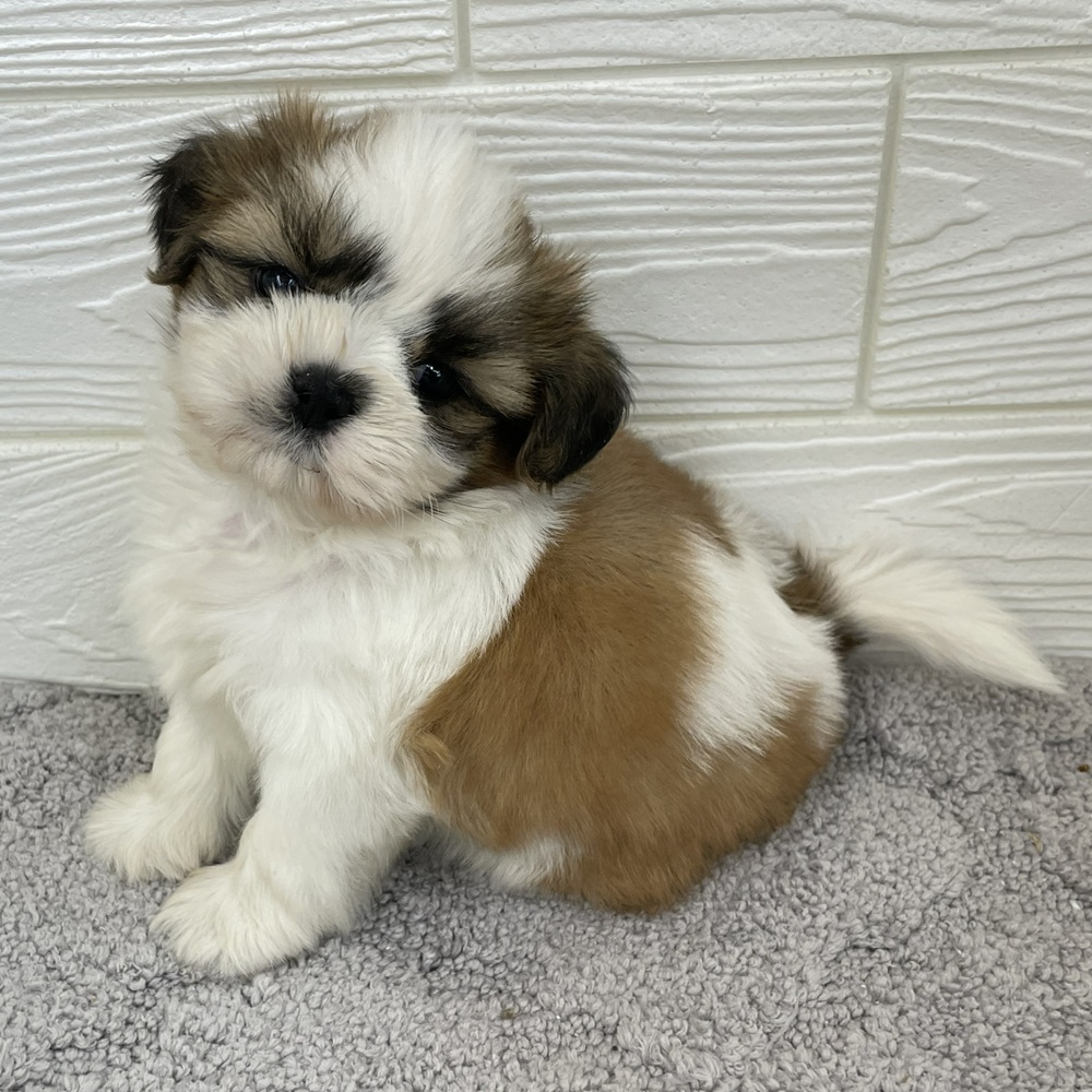 愛知県のシーズー (犬の家＆猫の里七宝店/2026年1月18日生まれ/男の子/ホワイトゴールド)の子犬の1枚目の画像