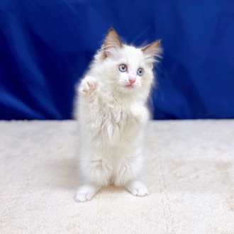 愛知県のラグドール (犬の家＆猫の里一宮店/2025年11月12日生まれ/女の子/シールポイントバイカラー)の子猫の3枚目の画像