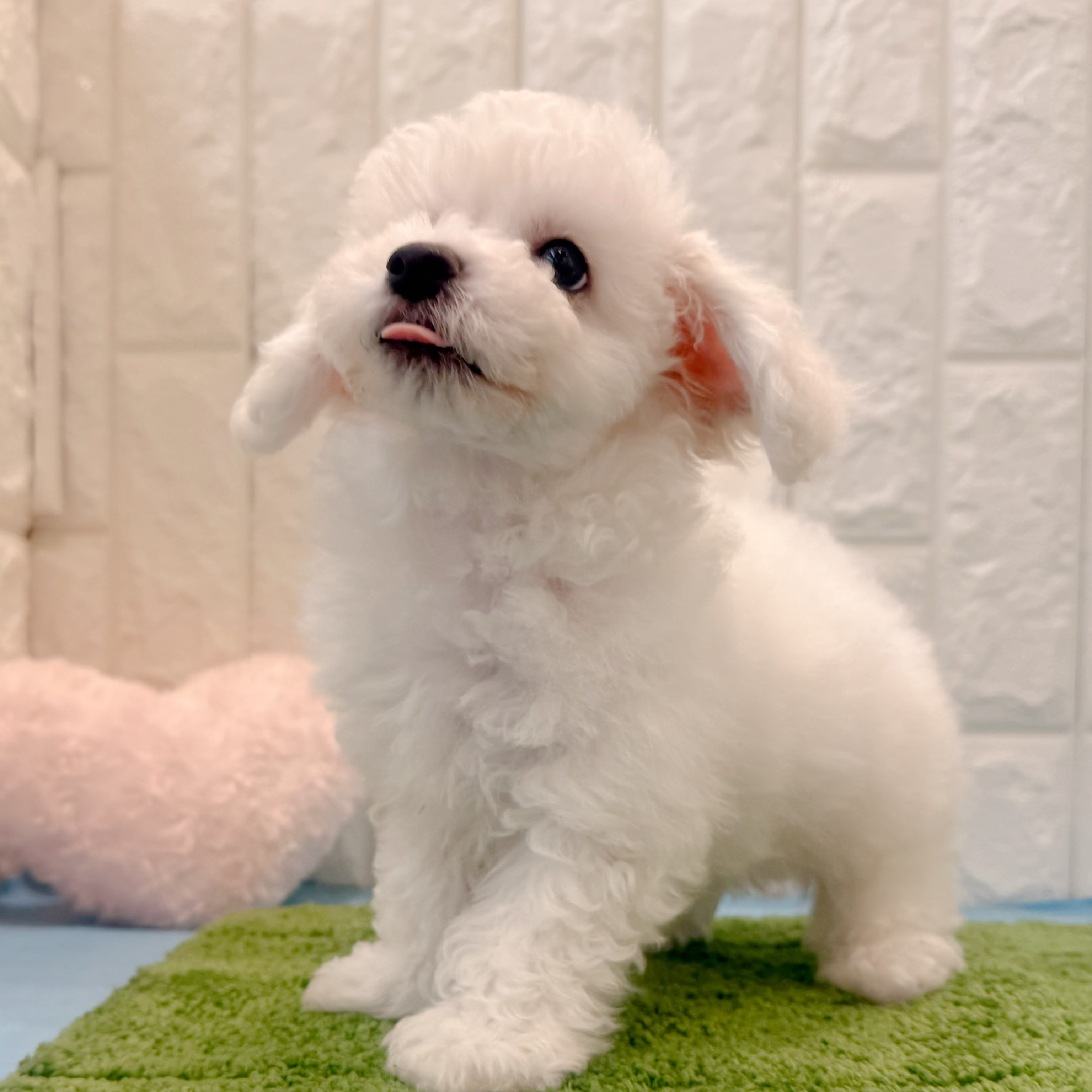子犬の詳細情報 (岡山県/2026年4月2日生まれ/男の子/ホワイト) | 子犬