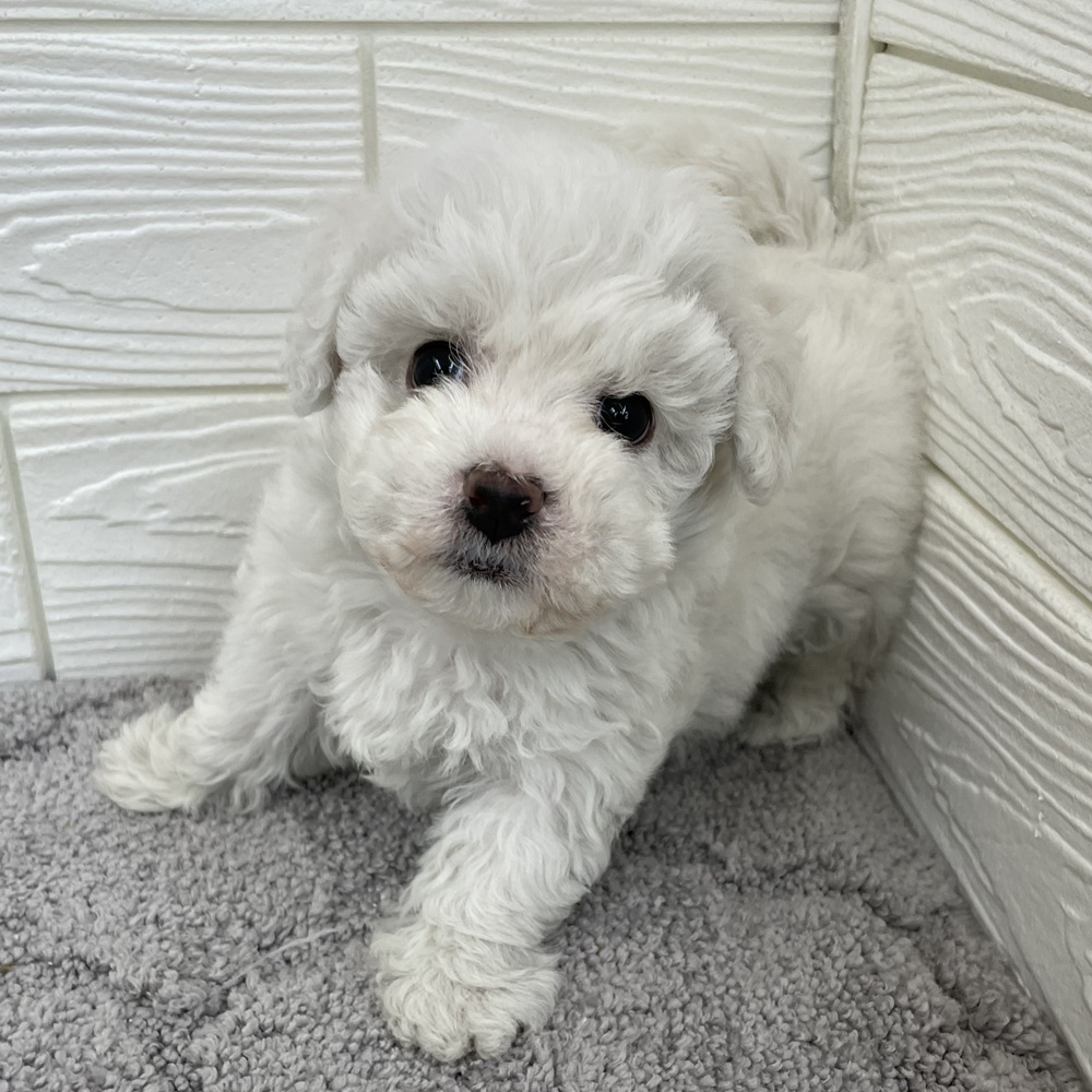 愛知県のビションフリーゼ (犬の家＆猫の里七宝店/2026年1月14日生まれ/女の子/ホワイト)の子犬の3枚目の画像