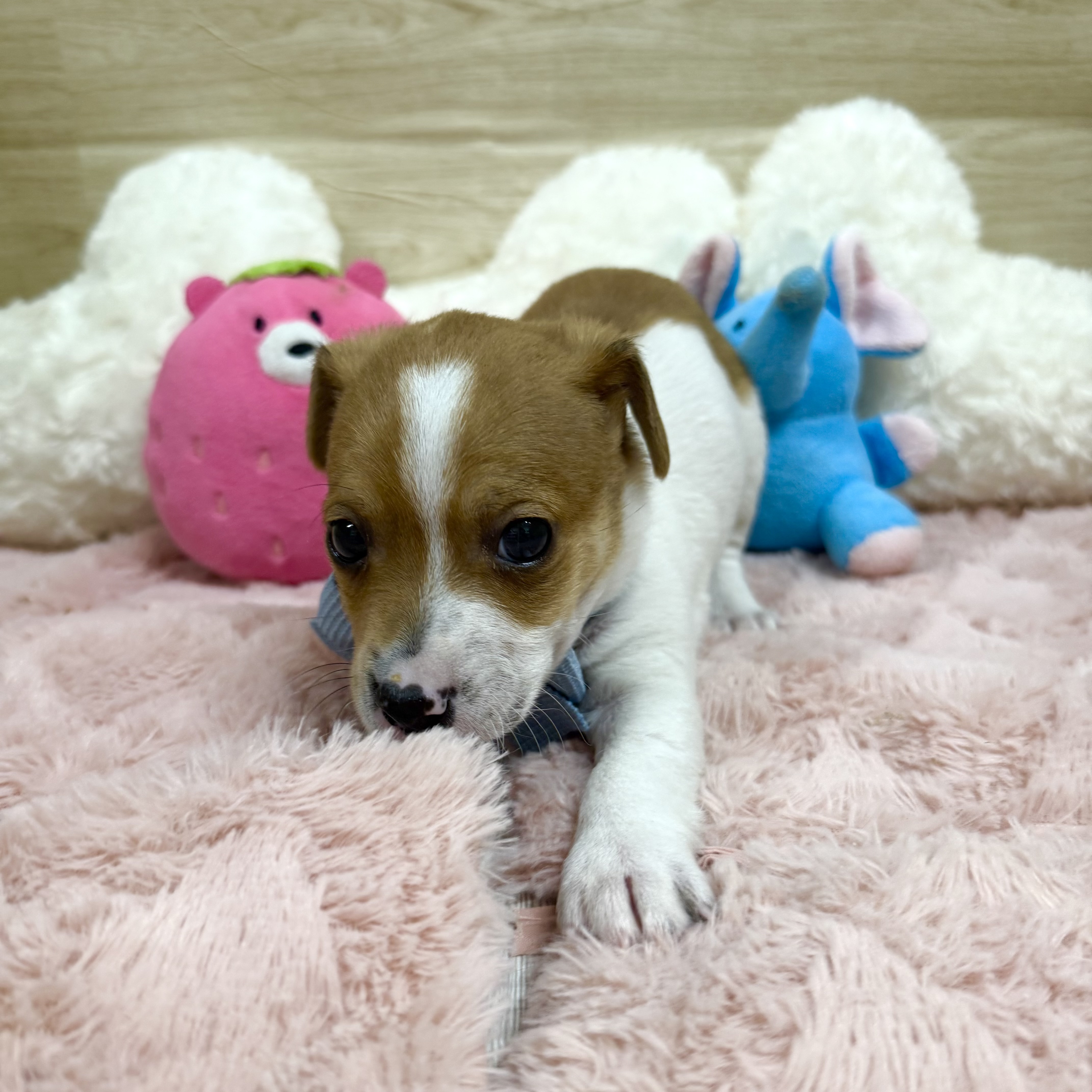 大阪府のジャックラッセルテリア (犬の家＆猫の里そよら東岸和田店/2025年11月10日生まれ/男の子/タンホワイト)の子犬の3枚目の画像