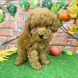 神奈川県のトイプードル(トイ) (犬の家＆猫の里小田原店/2025年9月22日生まれ/男の子/レッド)の子犬の3枚目の画像