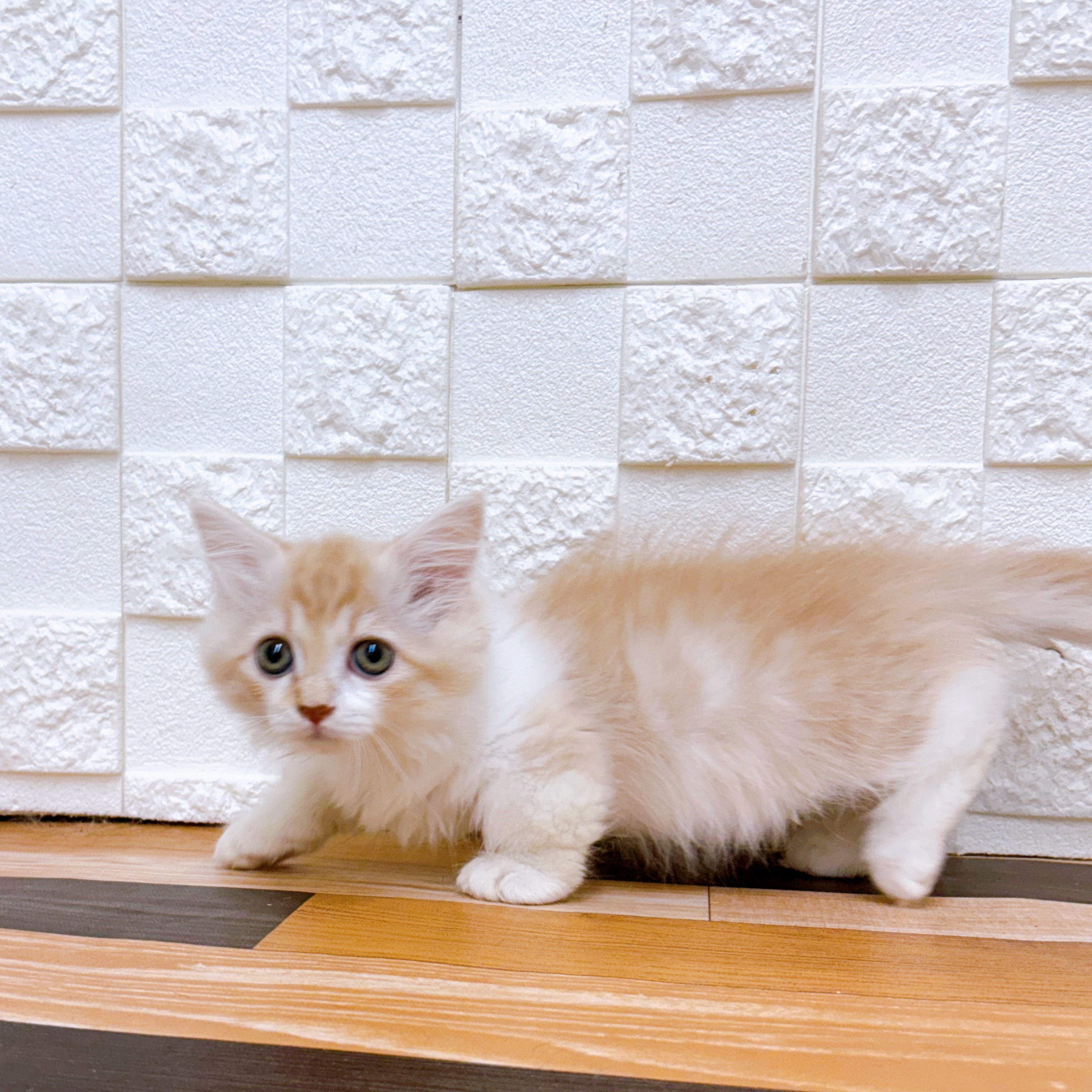 兵庫県のマンチカン (犬の家＆猫の里尼崎店/2025年5月19日生まれ/女の子/レッドタビーホワイト)の子猫の3枚目の画像