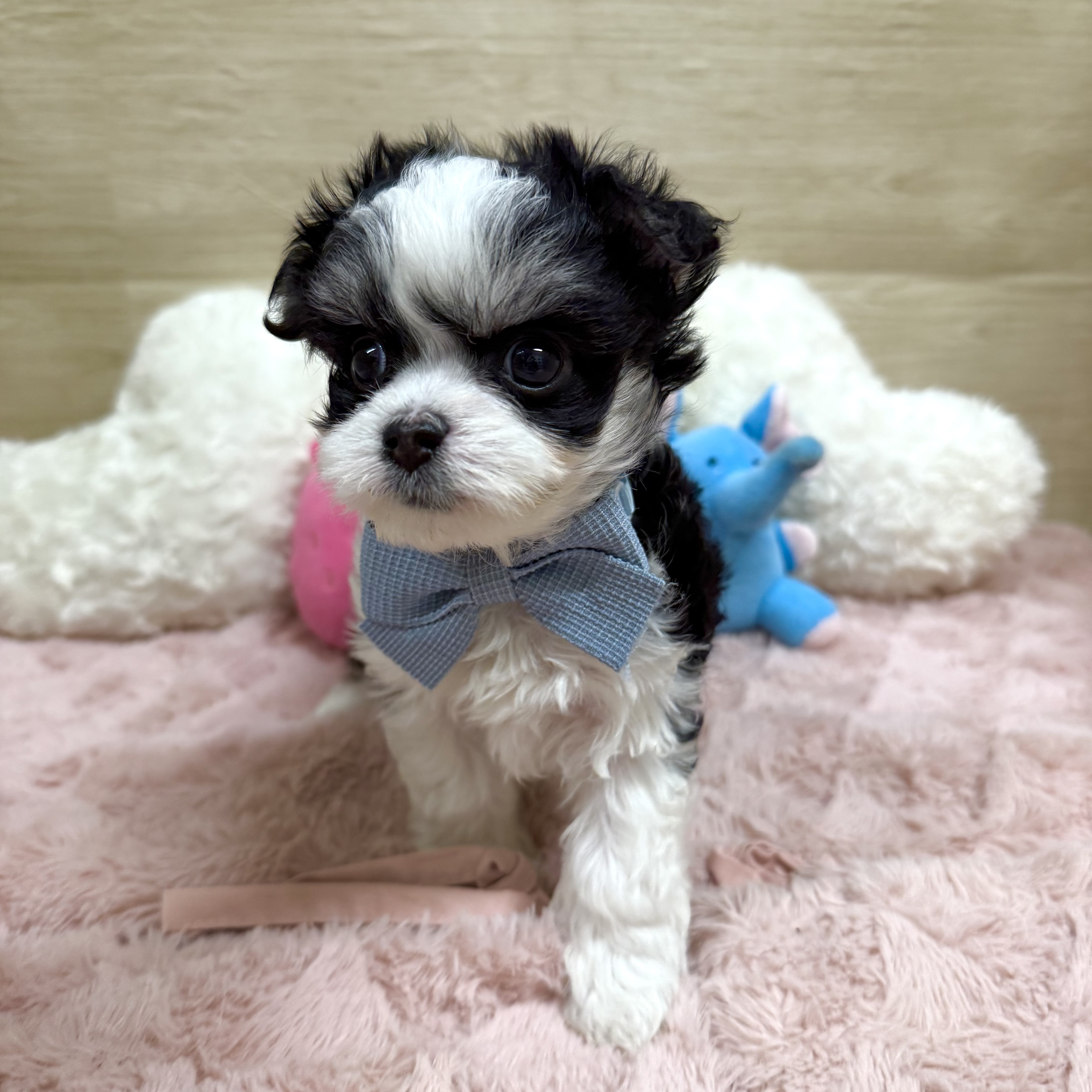 大阪府のチワマル/マルチワ(チワワ×マルチーズ) (犬の家＆猫の里そよら東岸和田店/2025年11月12日生まれ/男の子/ブラックタンホワイト)の子犬の3枚目の画像