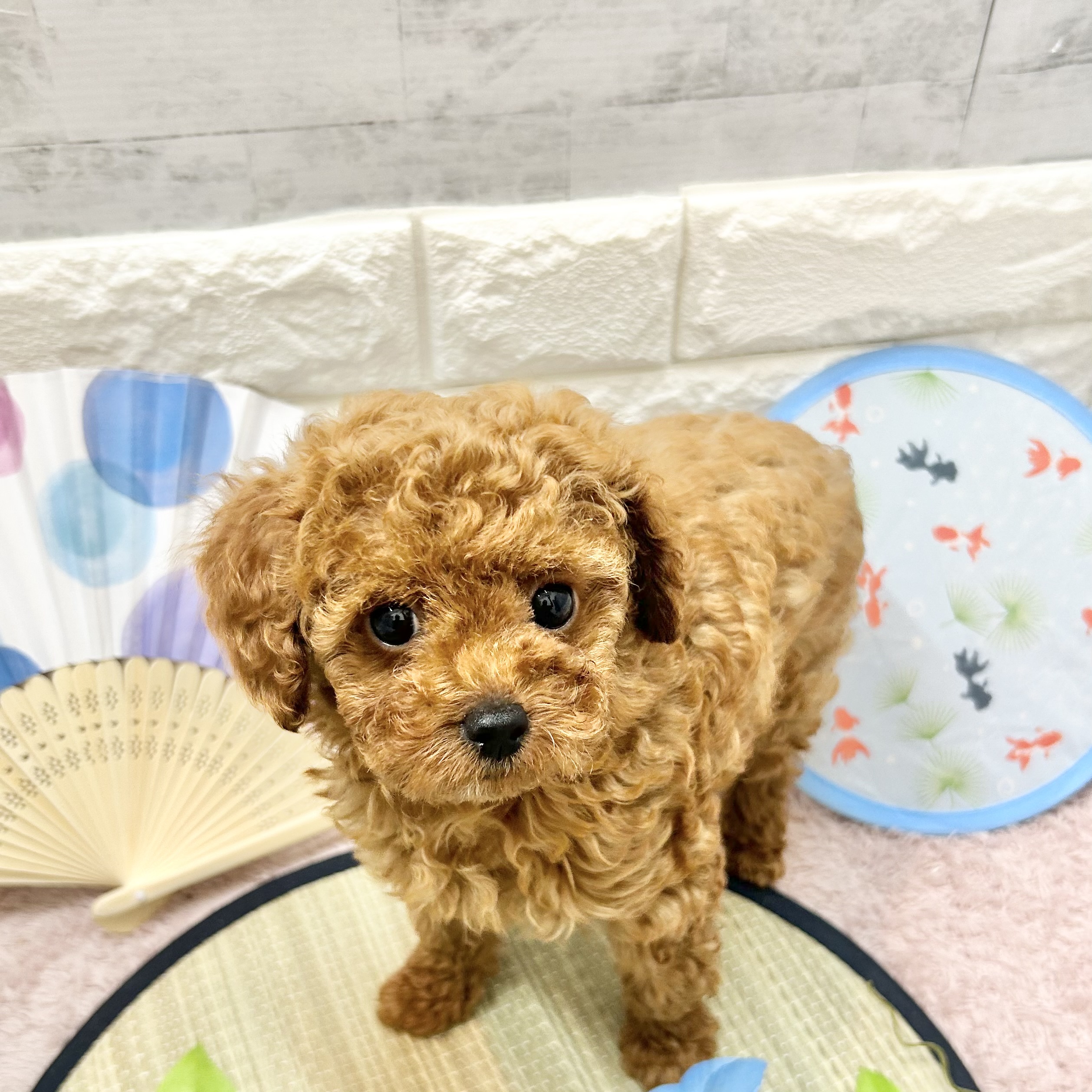 静岡県のトイプードル(トイ) (犬の家＆猫の里プレ葉ウォーク浜北店/2026年5月7日生まれ/女の子/レッド)の子犬の3枚目の画像