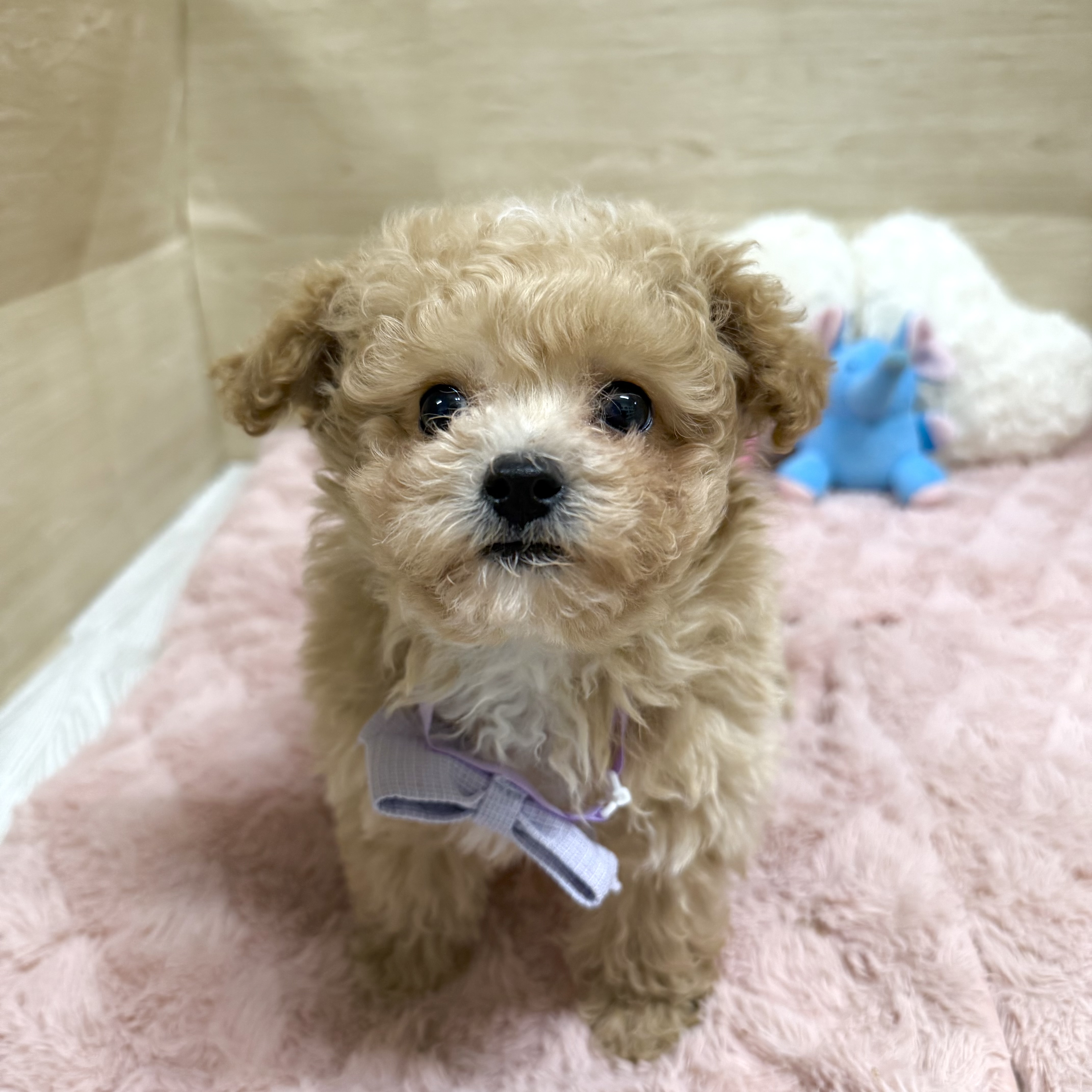 大阪府のビションプー(ビションフリーゼ×プードル) (犬の家＆猫の里そよら東岸和田店/2025年11月12日生まれ/男の子/クリーム)の子犬の3枚目の画像