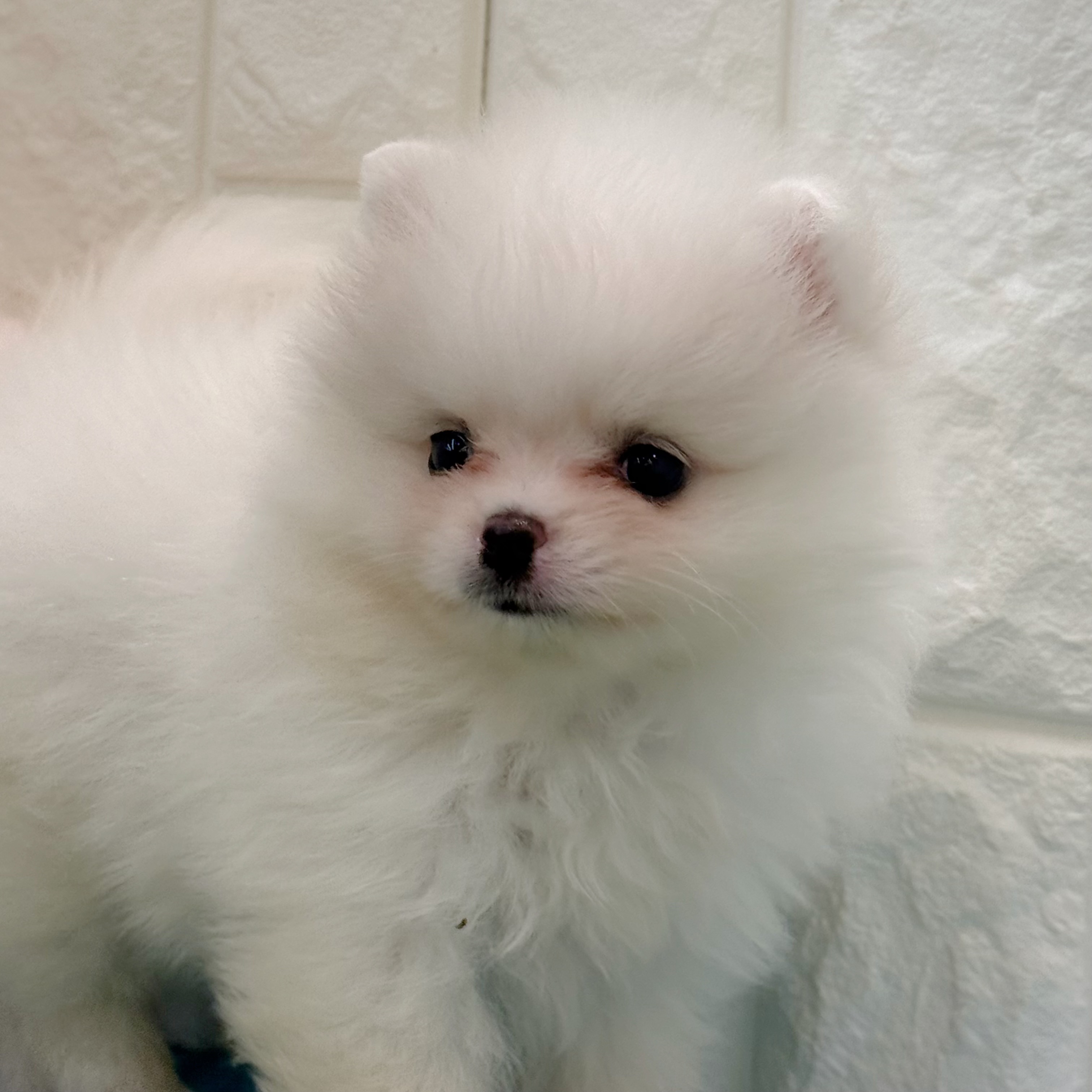 岡山県のポメラニアン (犬の家＆猫の里倉敷店/2026年4月5日生まれ/女の子/ホワイト)の子犬の3枚目の画像