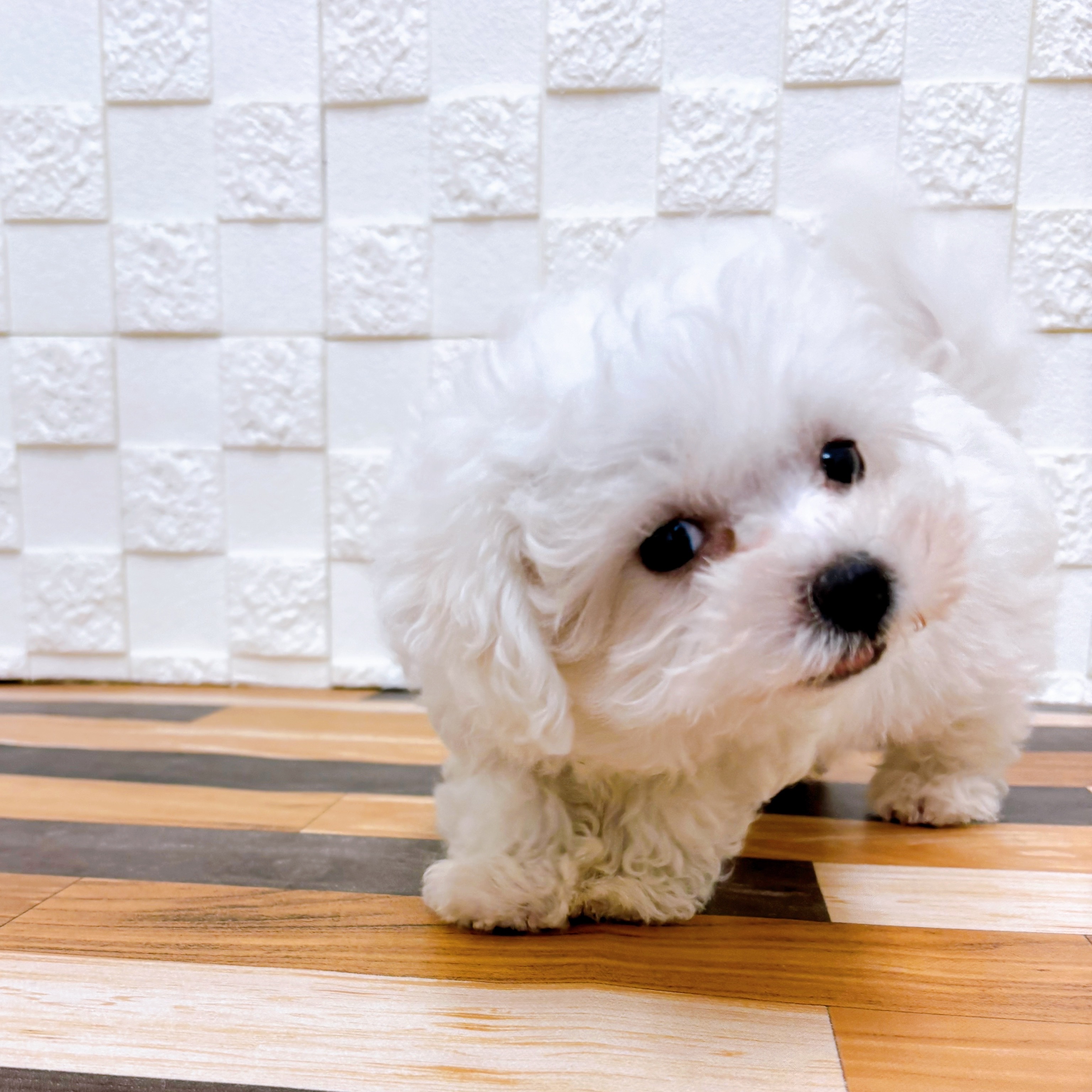 兵庫県のハーフ犬・ミックス犬 (犬の家＆猫の里尼崎店/2025年5月24日生まれ/男の子/ホワイト)の子犬の3枚目の画像