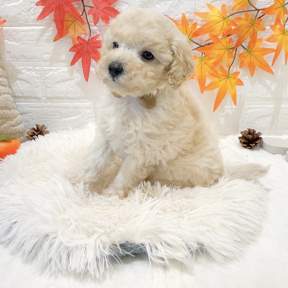 静岡県のビションプー(ビションフリーゼ×プードル) (犬の家＆猫の里富士店/2025年9月14日生まれ/男の子/クリーム)の子犬の3枚目の画像