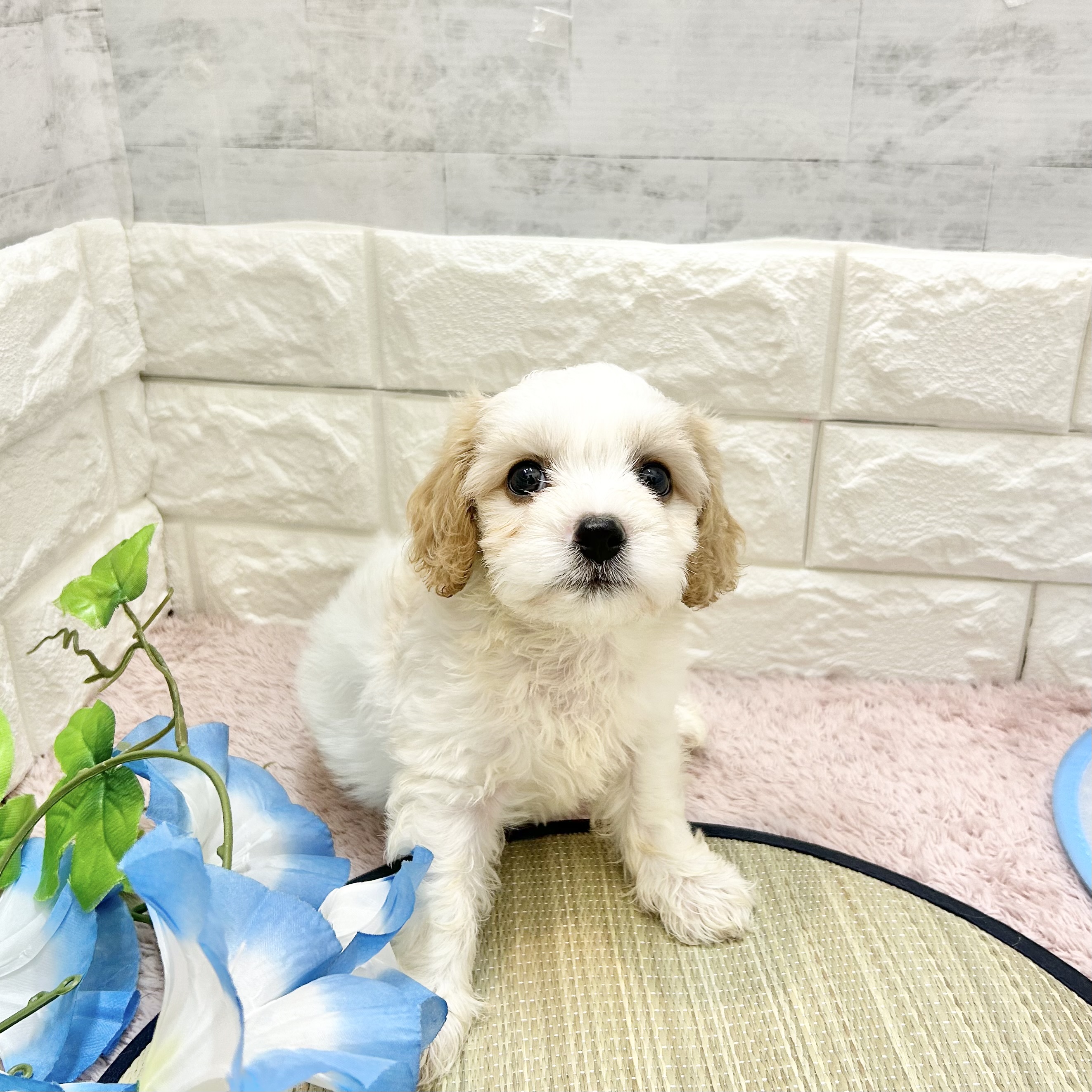 静岡県のハーフ犬・ミックス犬 (犬の家＆猫の里プレ葉ウォーク浜北店/2026年5月19日生まれ/男の子/レッドホワイト)の子犬の3枚目の画像