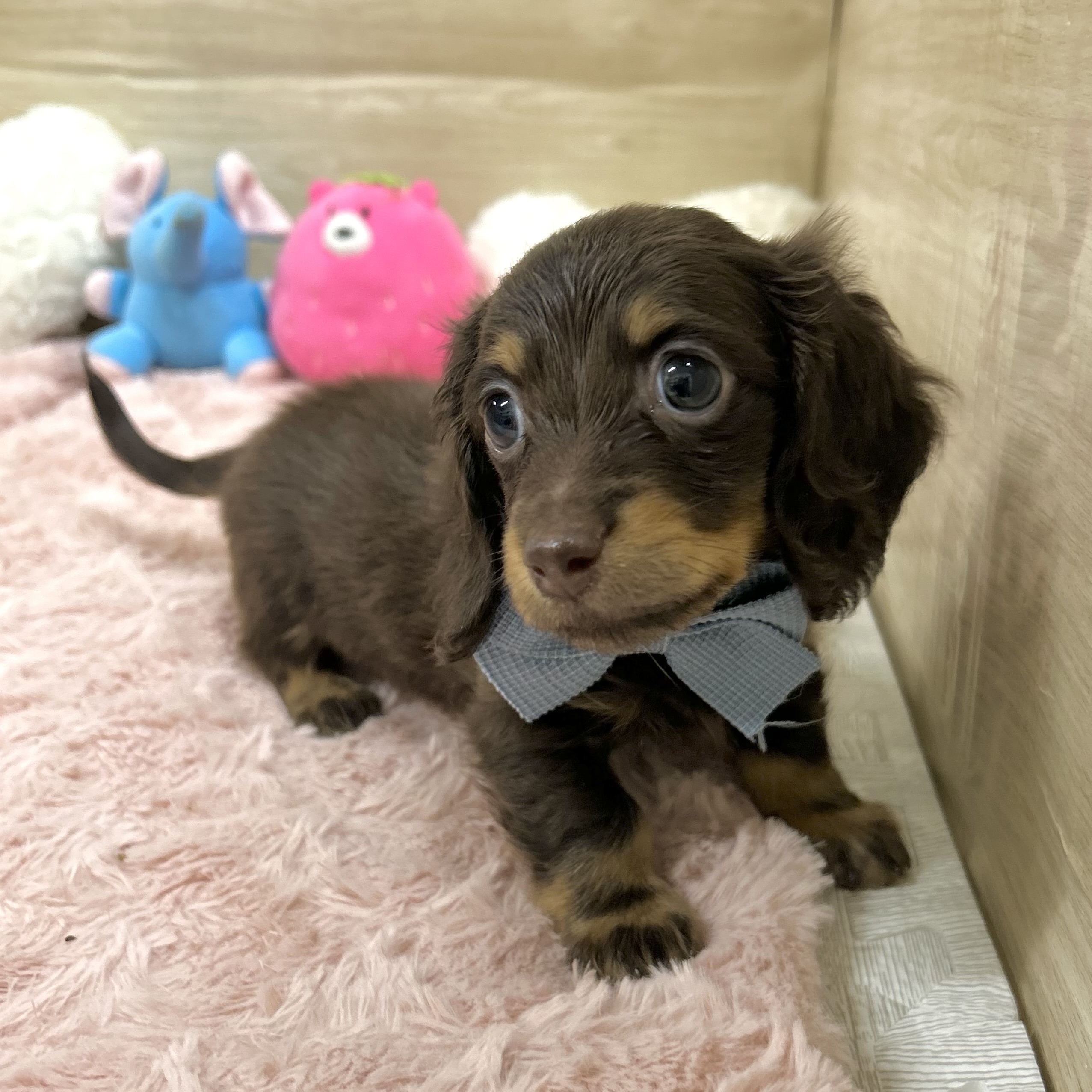 大阪府のカニンヘンダックスフンド(ロング) (犬の家＆猫の里そよら東岸和田店/2025年10月27日生まれ/男の子/チョコレートタン)の子犬の3枚目の画像