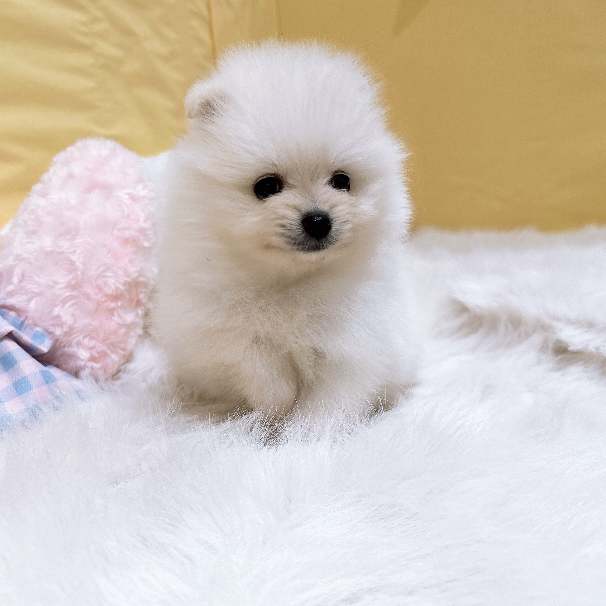 神奈川県のポメラニアン (犬の家＆猫の里元住吉ブレーメン通り店/2026年6月2日生まれ/女の子/ホワイト)の子犬の3枚目の画像