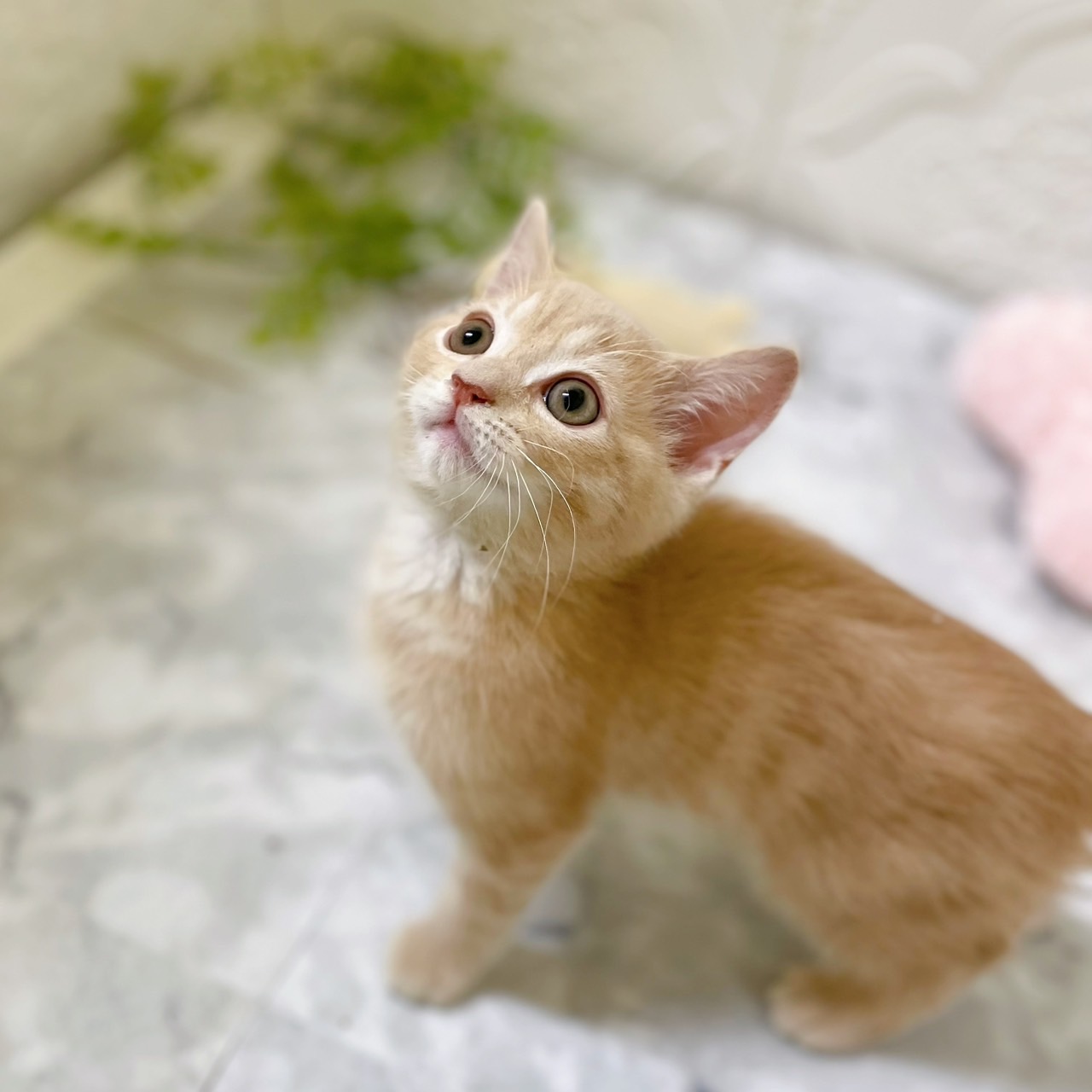 愛知県のマンチカン (犬の家＆猫の里岡崎店/2025年12月25日生まれ/男の子/クリームタビー)の子猫の3枚目の画像