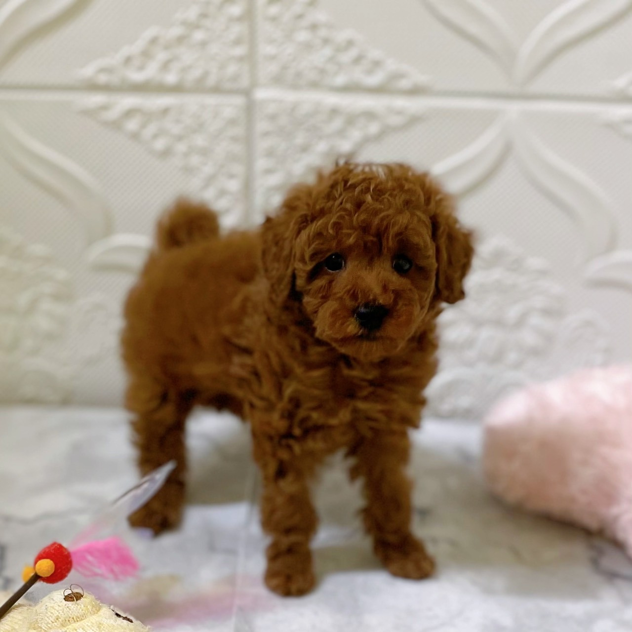 愛知県のトイプードル(トイ) (犬の家＆猫の里岡崎店/2025年12月25日生まれ/男の子/レッドフォーン)の子犬の3枚目の画像