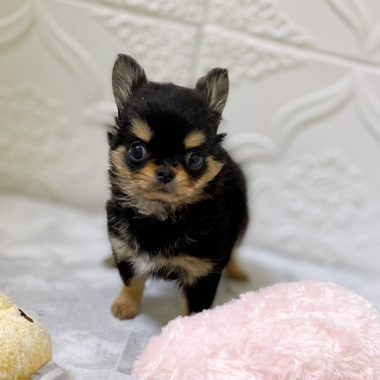愛知県のチワワ(ロング) (犬の家＆猫の里岡崎店/2025年12月28日生まれ/男の子/ブラックタン)の子犬の3枚目の画像