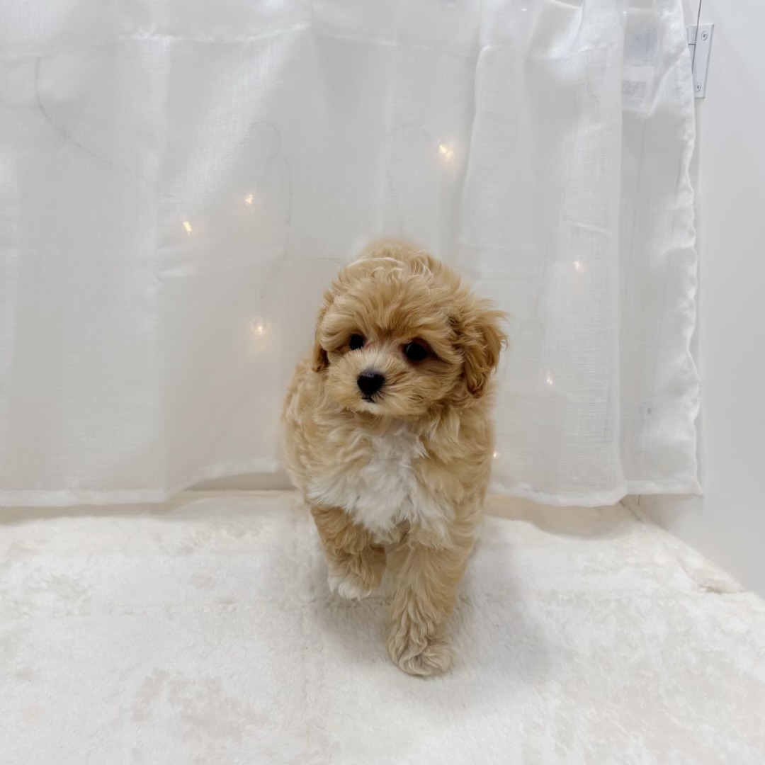 千葉県のマルプー(マルチーズ×プードル) (犬の家＆猫の里BIGHOPガーデンモール印西店/2025年8月7日生まれ/男の子/アプリコット)の子犬の3枚目の画像