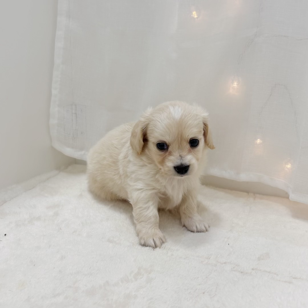 千葉県のチワックス(チワワ×ダックス) (犬の家＆猫の里BIGHOPガーデンモール印西店/2025年8月12日生まれ/男の子/クリームホワイト)の子犬の3枚目の画像