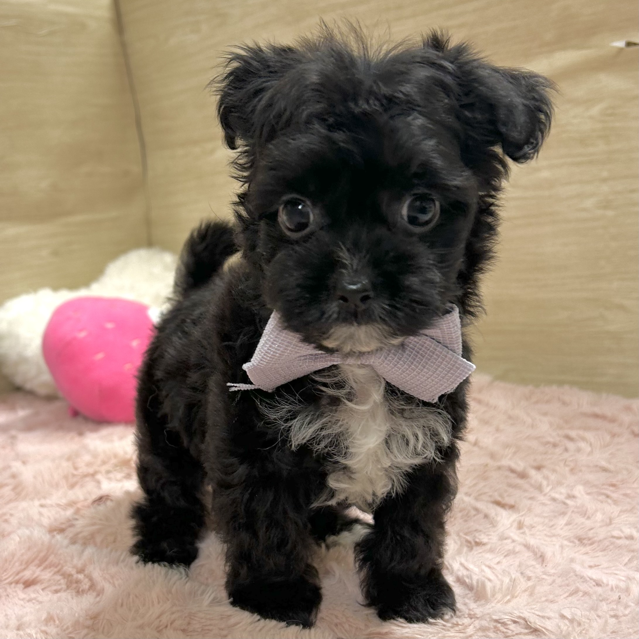 大阪府のチワプー/プーチー(チワワ×プードル) (犬の家＆猫の里そよら東岸和田店/2025年10月30日生まれ/男の子/ブラックホワイト)の子犬の3枚目の画像