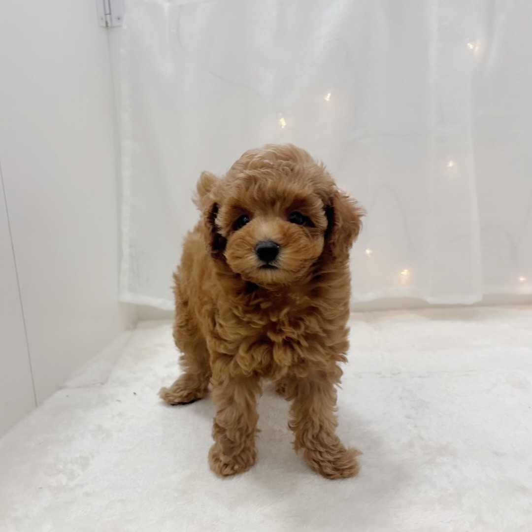 千葉県のトイプードル(トイ) (犬の家＆猫の里BIGHOPガーデンモール印西店/2025年8月12日生まれ/女の子/オレンジフォーン)の子犬の1枚目の画像