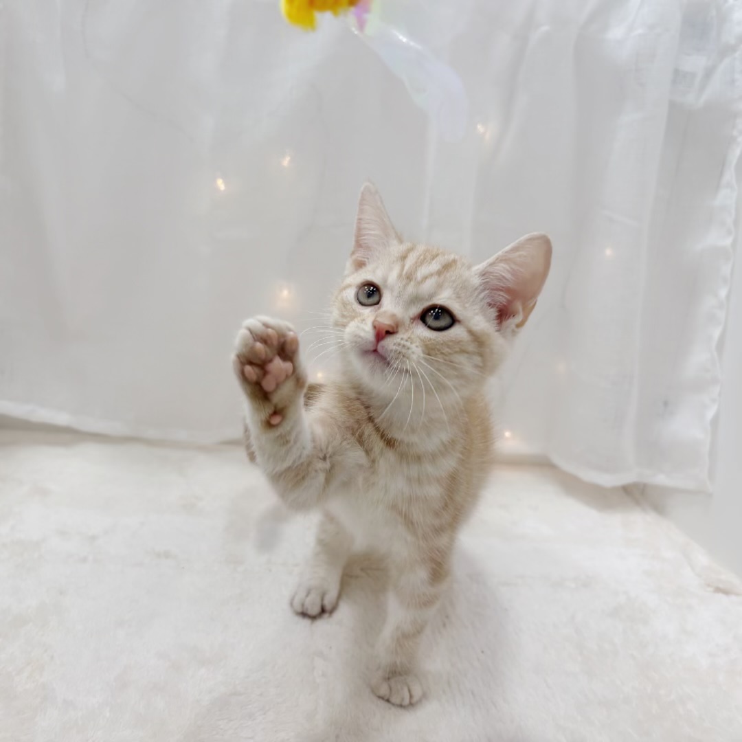 千葉県のアメリカンショートヘアー (犬の家＆猫の里BIGHOPガーデンモール印西店/2025年8月8日生まれ/男の子/カメオタビー)の子猫の3枚目の画像