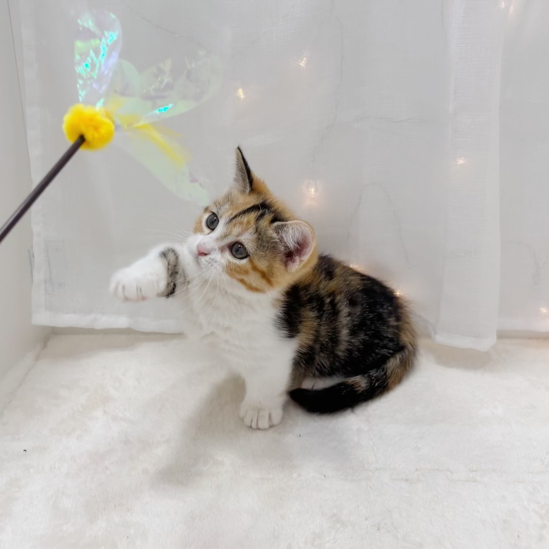千葉県のマンチカン (犬の家＆猫の里BIGHOPガーデンモール印西店/2025年8月11日生まれ/女の子/ブラウンパッチドタビーホワイト)の子猫の3枚目の画像