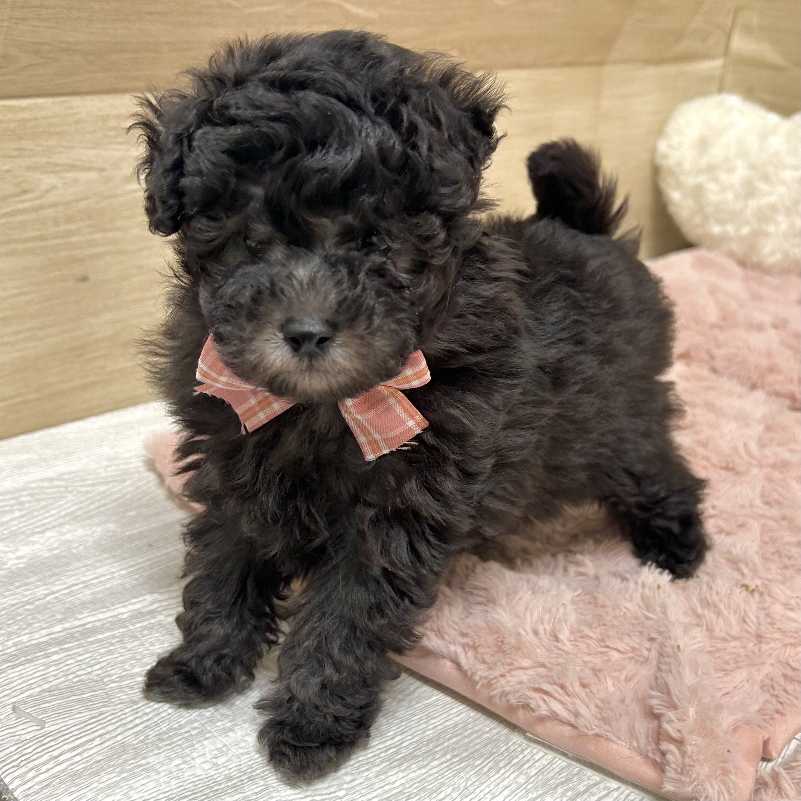 大阪府のトイプードル(トイ) (犬の家＆猫の里そよら東岸和田店/2025年11月1日生まれ/男の子/グレー)の子犬の3枚目の画像