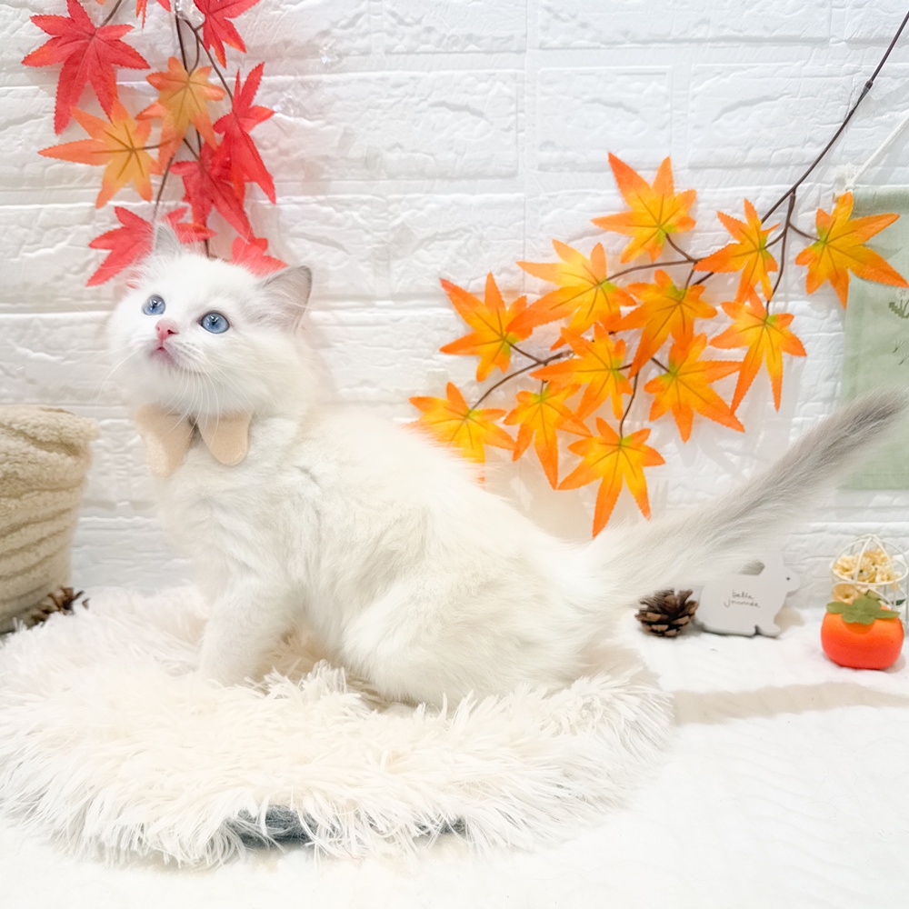 静岡県のラグドール (犬の家＆猫の里富士店/2025年9月14日生まれ/女の子/ブルーポイントバイカラー)の子猫の3枚目の画像