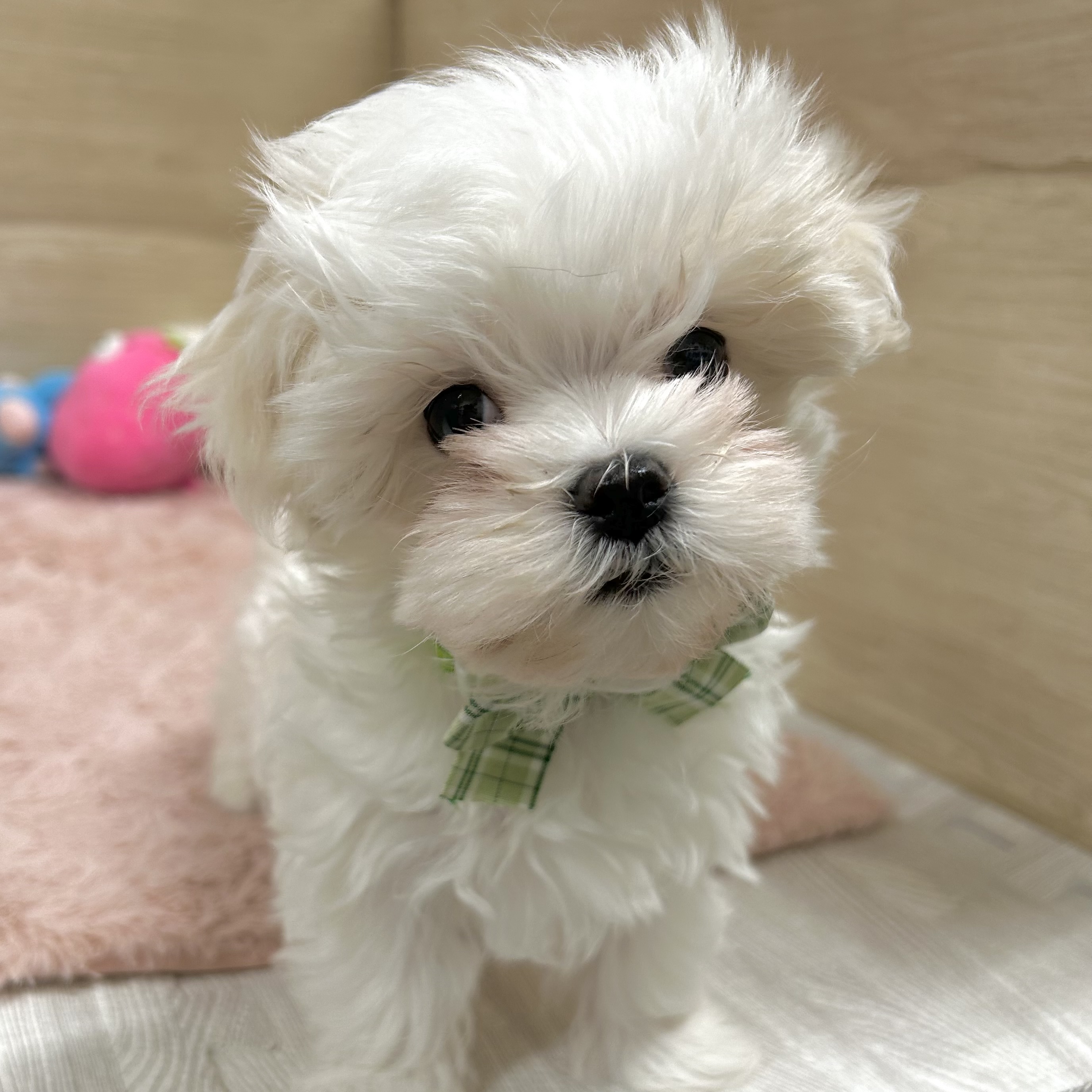 大阪府のマルチーズ (犬の家＆猫の里そよら東岸和田店/2025年10月31日生まれ/男の子/ホワイト)の子犬の3枚目の画像