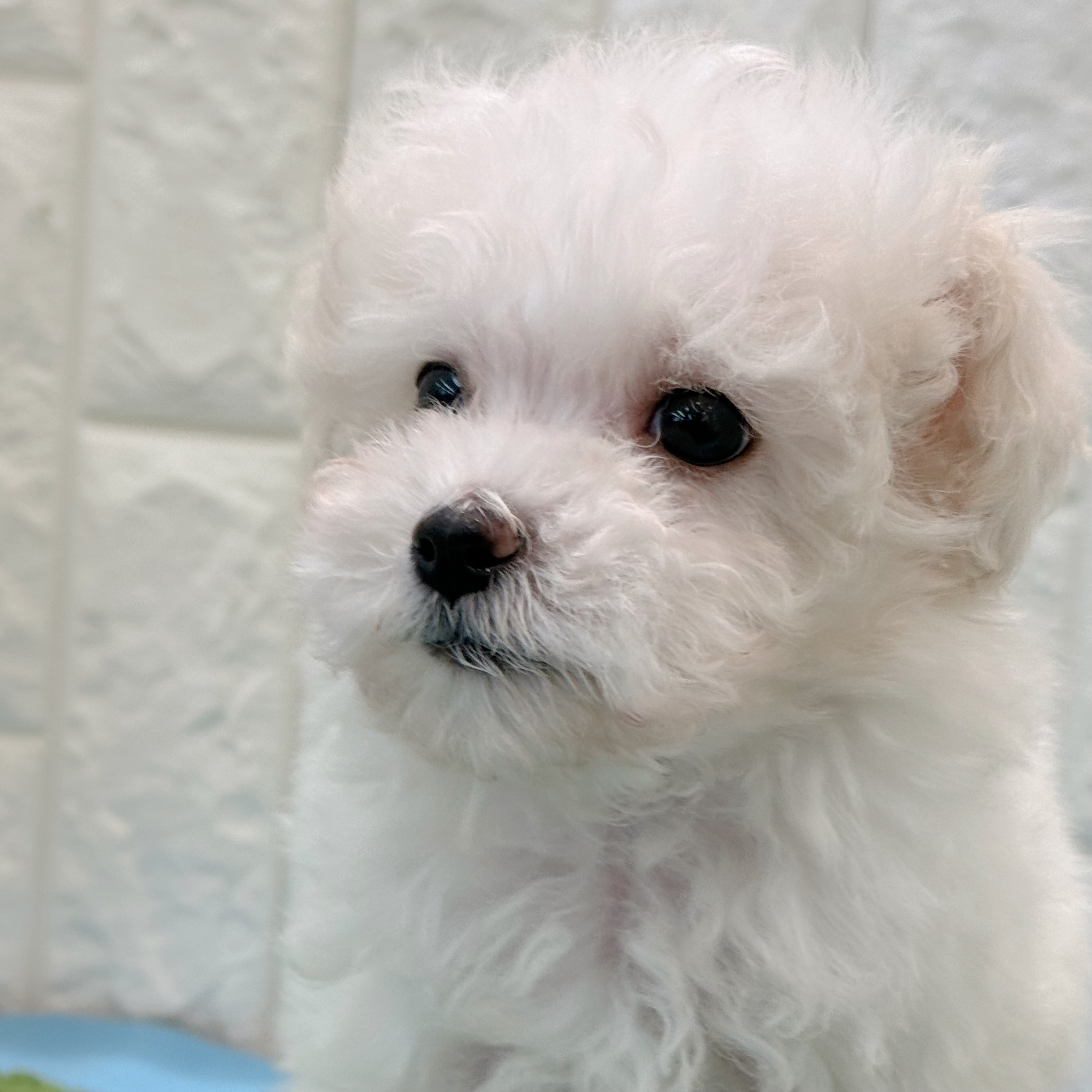 岡山県のマルプー(マルチーズ×プードル) (犬の家＆猫の里倉敷店/2026年4月12日生まれ/男の子/ホワイト)の子犬の3枚目の画像