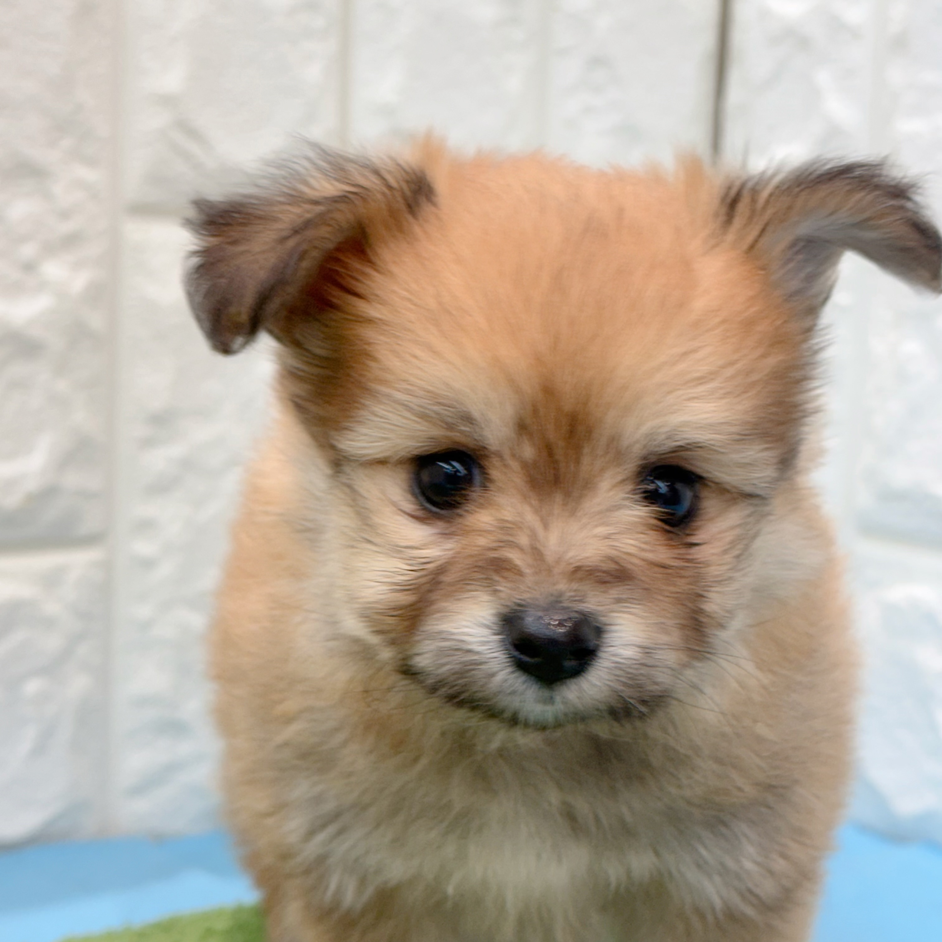 岡山県のポメビション(ポメラニアン×ビションフリーゼ) (犬の家＆猫の里倉敷店/2026年4月9日生まれ/女の子/オレンジ)の子犬の3枚目の画像