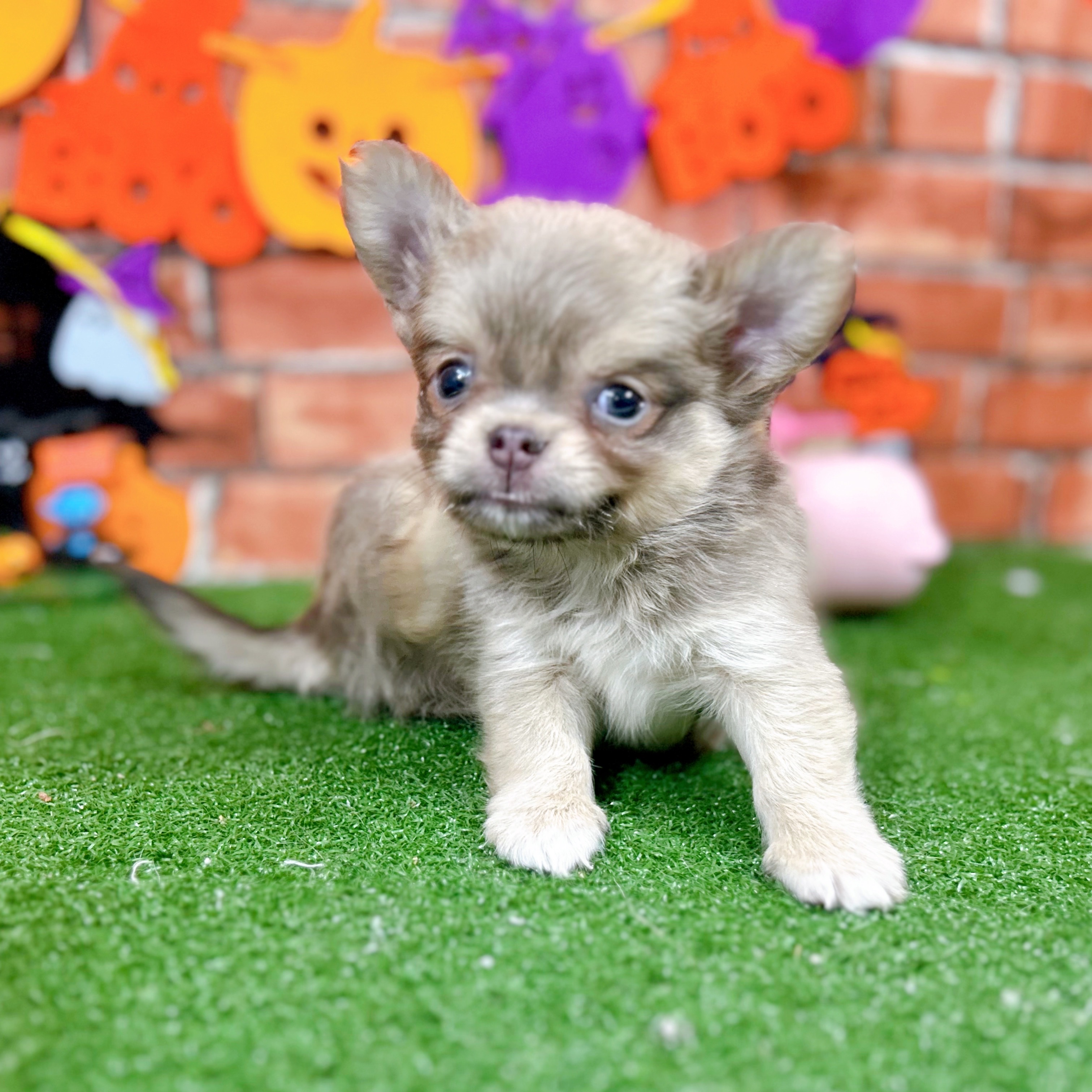 神奈川県のチワワ(ロング) (犬の家＆猫の里小田原店/2025年9月2日生まれ/男の子/ブルーフォーンホワイト)の子犬の3枚目の画像
