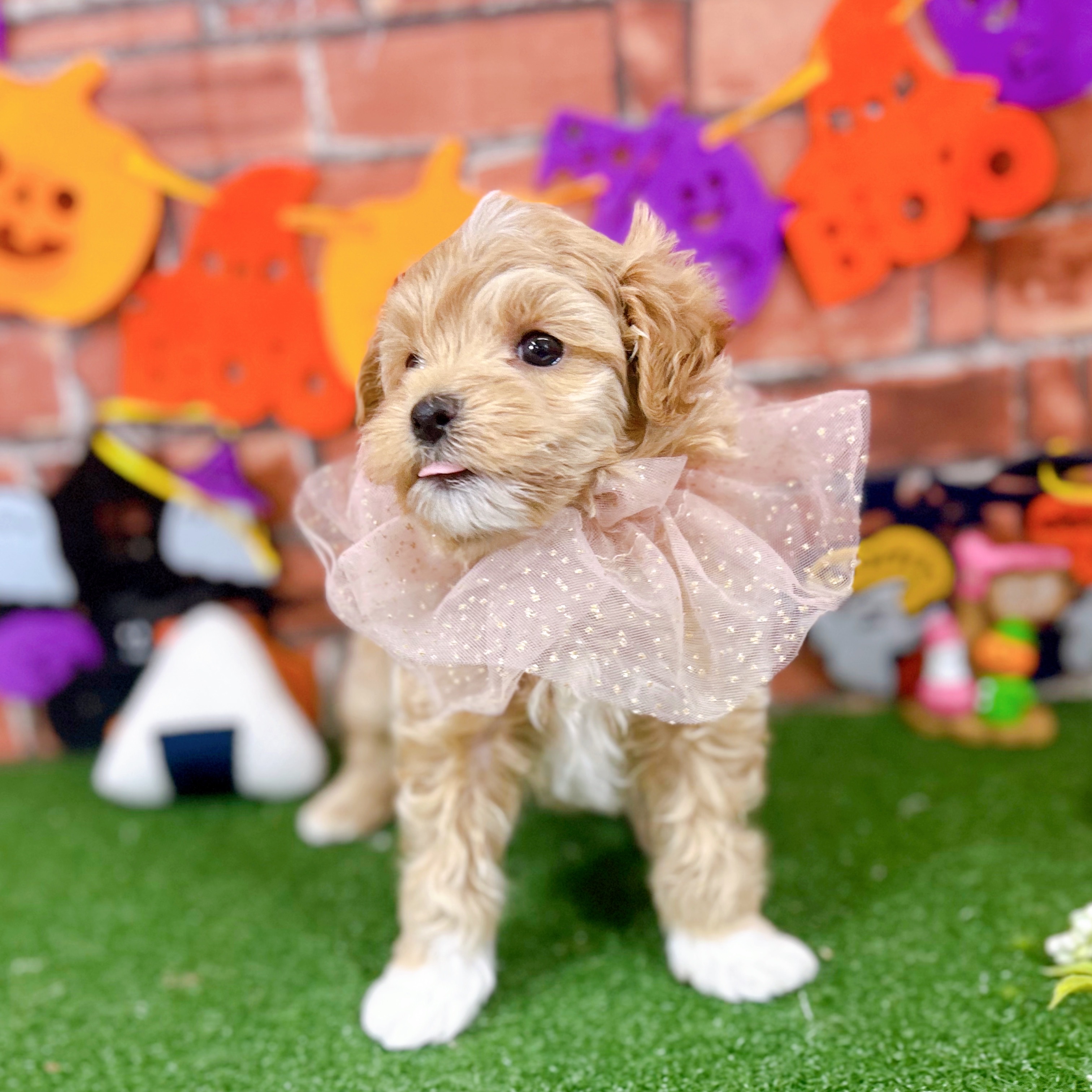 神奈川県のマルプー(マルチーズ×プードル) (犬の家＆猫の里小田原店/2025年8月31日生まれ/男の子/アプリコット)の子犬の3枚目の画像