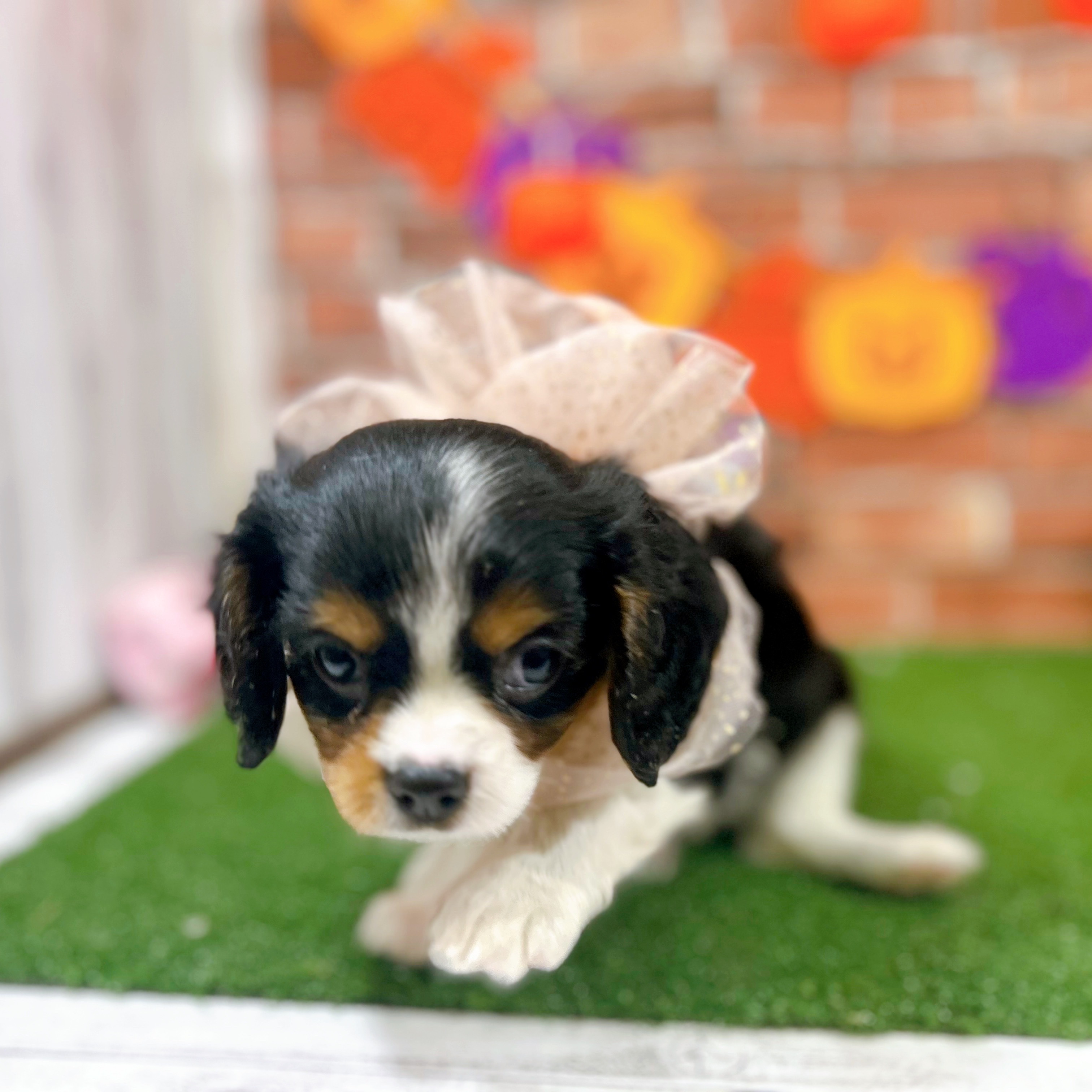 神奈川県のキャバリアキングチャールズスパニエル (犬の家＆猫の里小田原店/2025年9月1日生まれ/男の子/トライカラー)の子犬の3枚目の画像