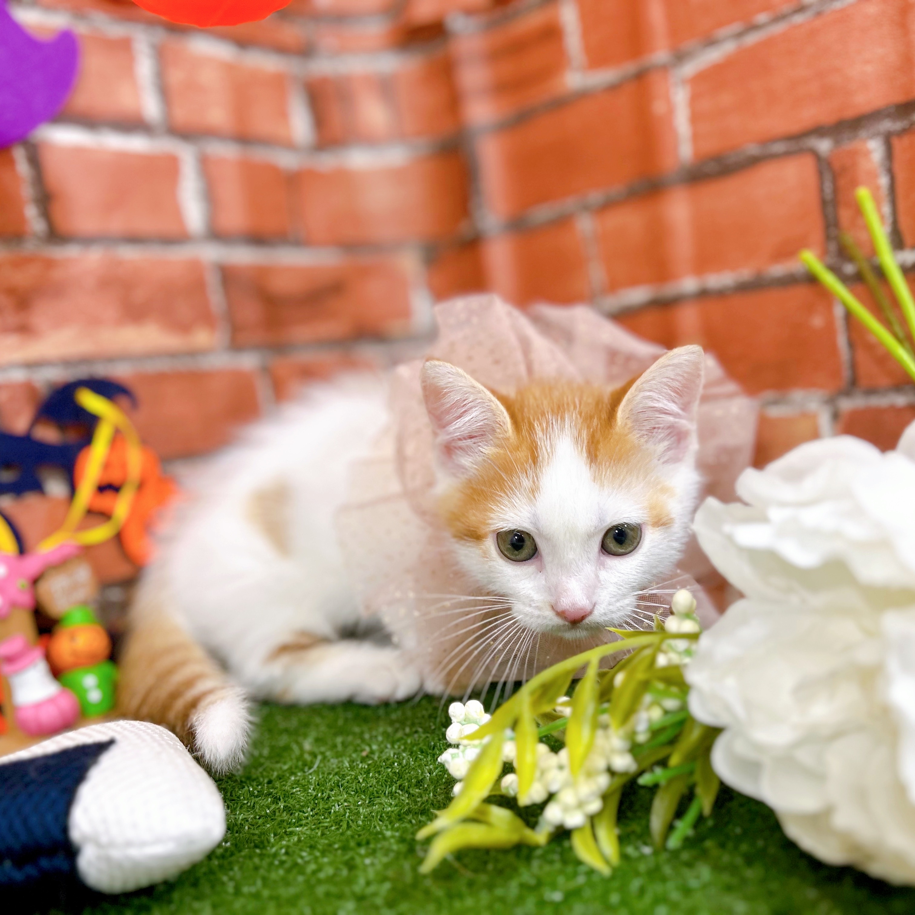 神奈川県のマンチカン (犬の家＆猫の里小田原店/2025年9月1日生まれ/男の子/レッドタビーホワイト)の子猫の3枚目の画像