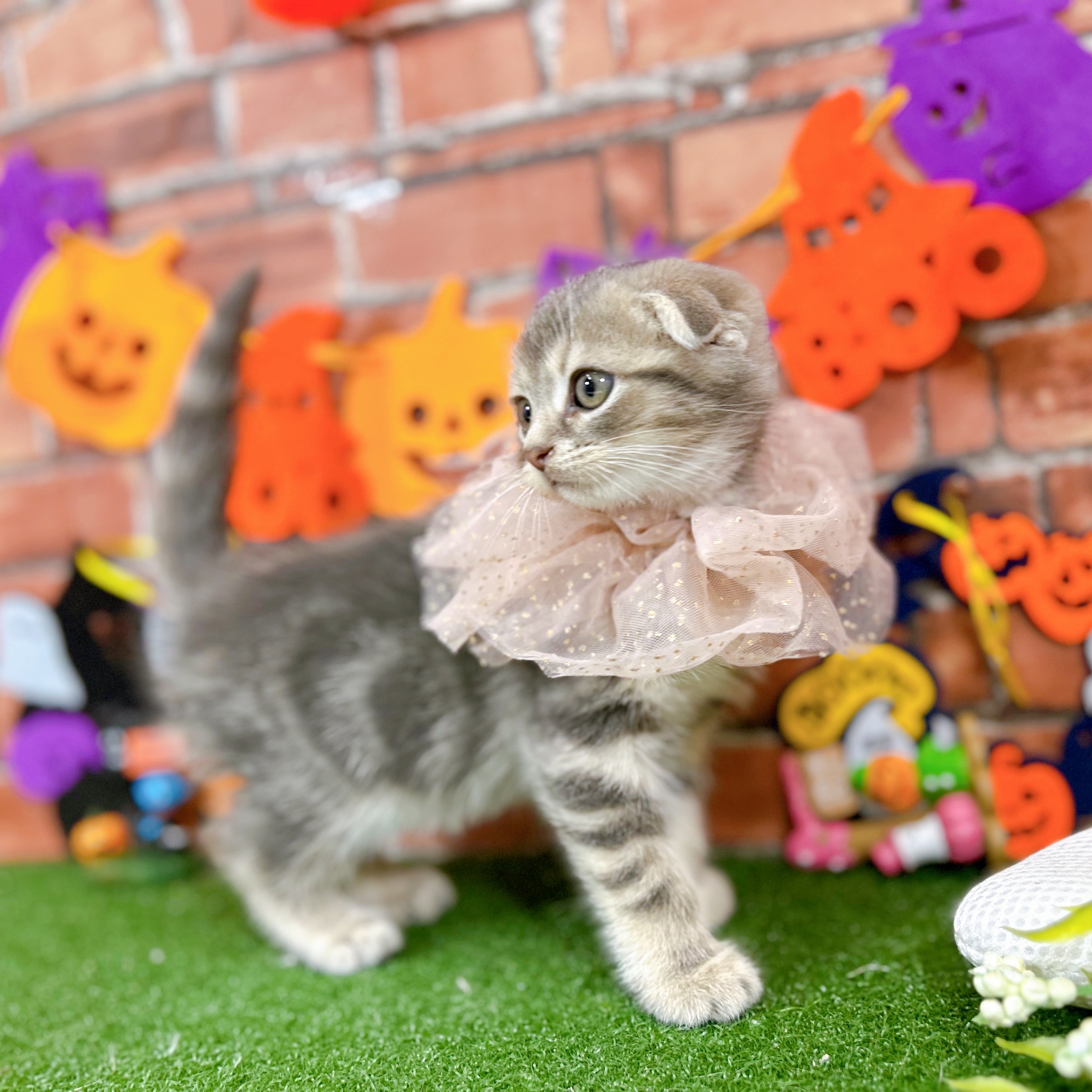 神奈川県のスコティッシュフォールド (犬の家＆猫の里小田原店/2025年9月2日生まれ/男の子/ブルータビー)の子猫の3枚目の画像