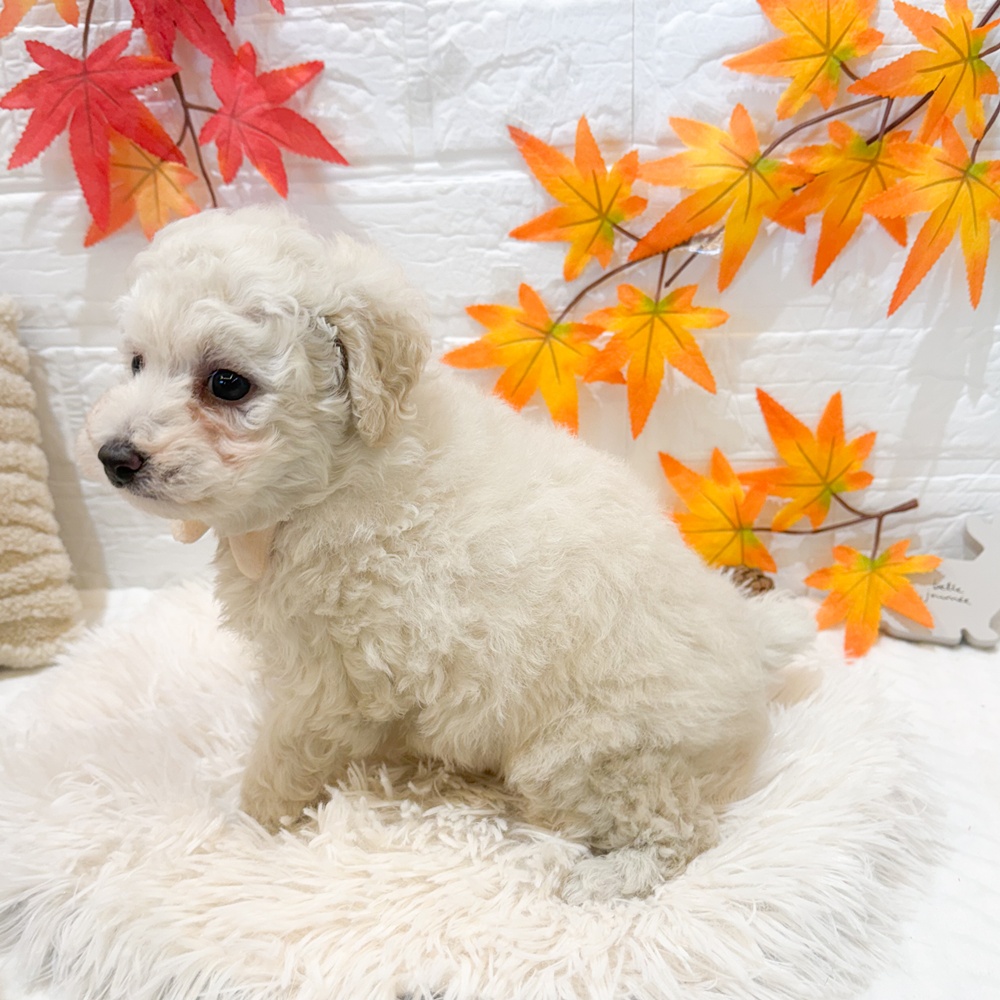 静岡県のトイプードル(トイ) (犬の家＆猫の里富士店/2025年9月14日生まれ/男の子/ホワイト)の子犬の3枚目の画像