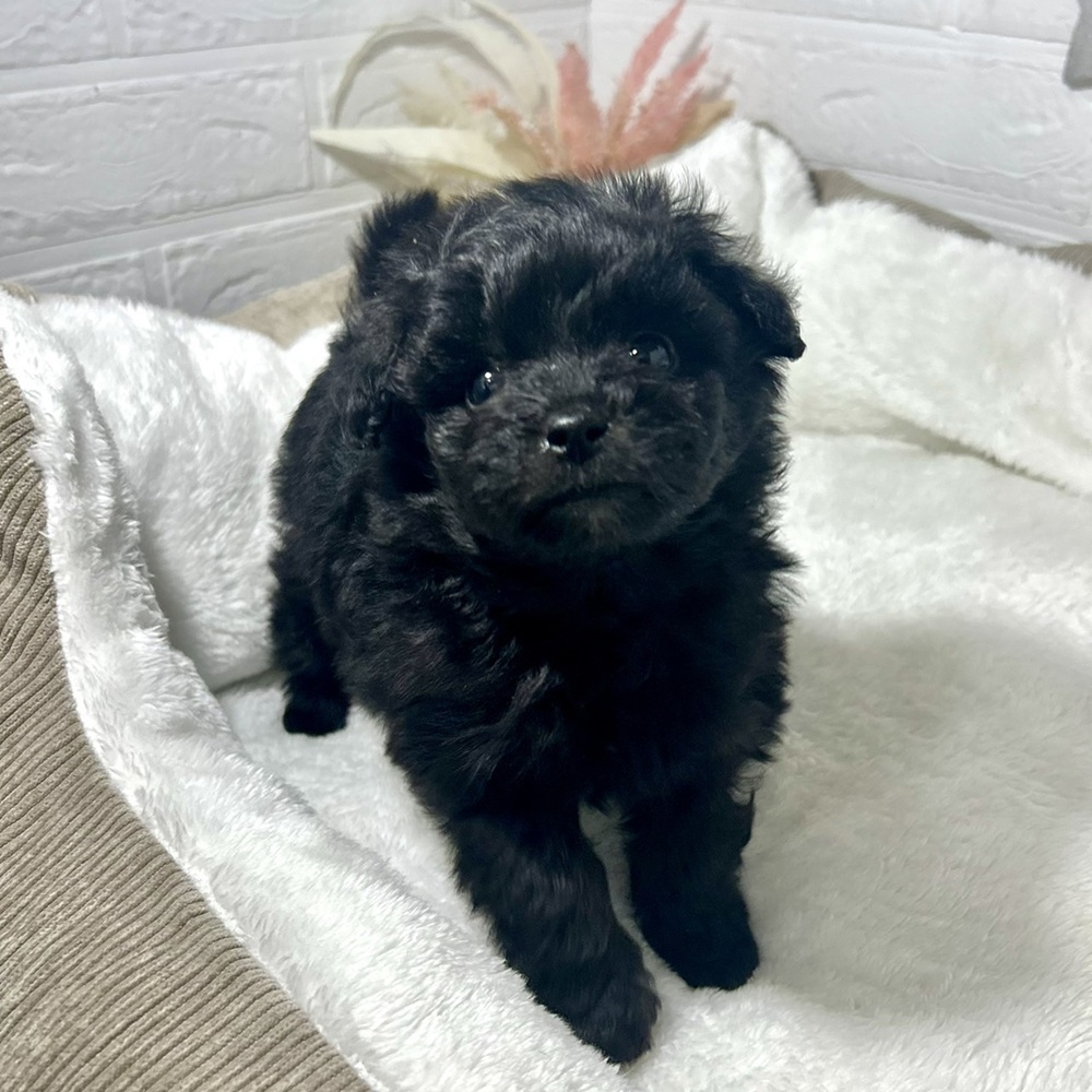 兵庫県のポメプー(ポメラニアン×プードル) (犬の家＆猫の里ニッケパークタウン加古川店/2025年12月18日生まれ/男の子/ブラック)の子犬の3枚目の画像
