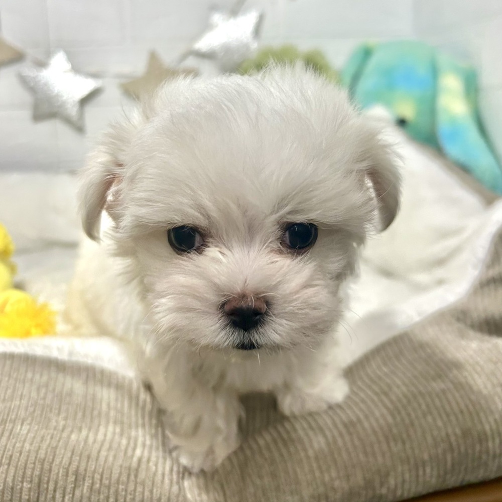 兵庫県のマルチーズ (犬の家＆猫の里ニッケパークタウン加古川店/2025年12月18日生まれ/男の子/ホワイト)の子犬の3枚目の画像