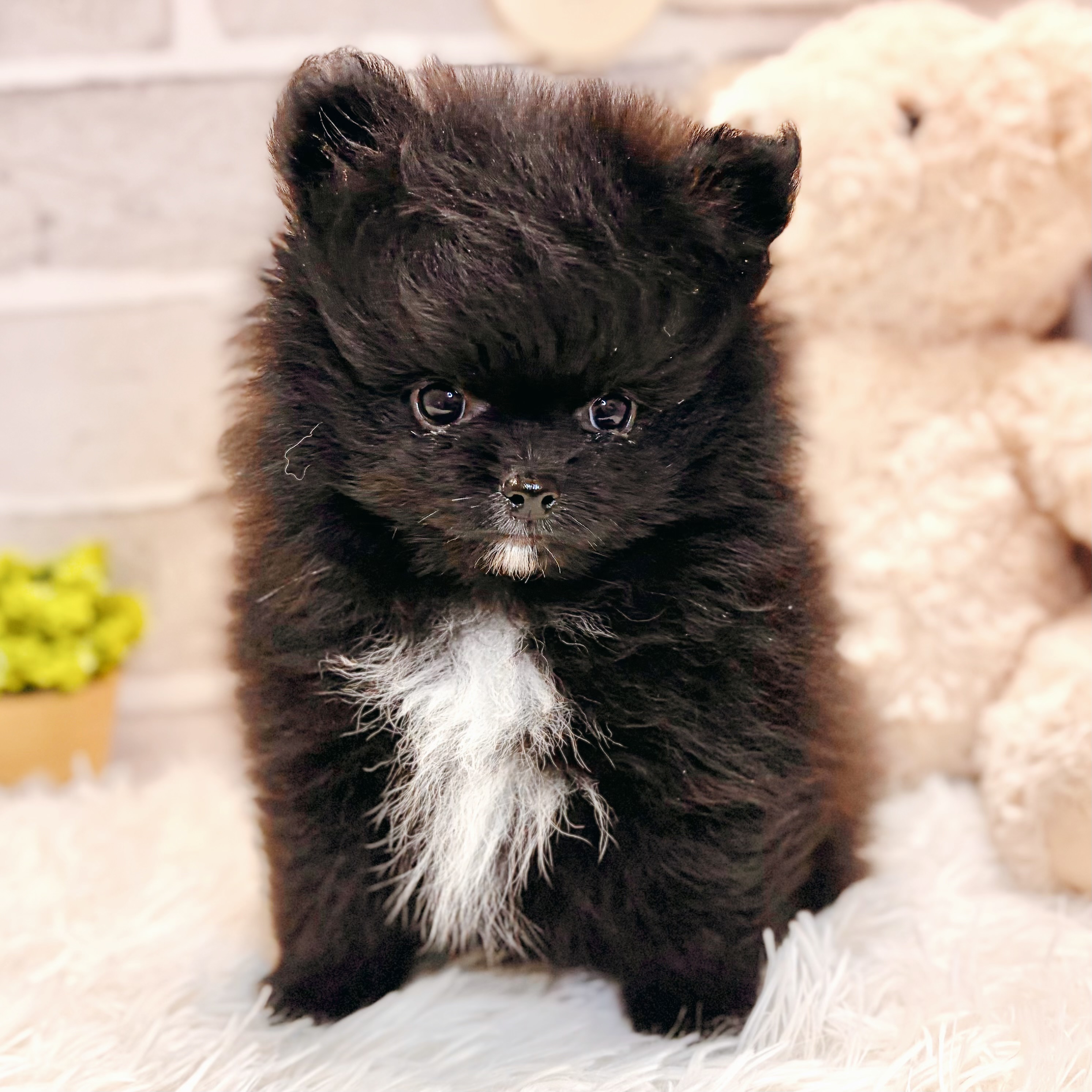 兵庫県のポメラニアン (犬の家＆猫の里神戸店/2026年3月7日生まれ/男の子/ブラック)の子犬の3枚目の画像