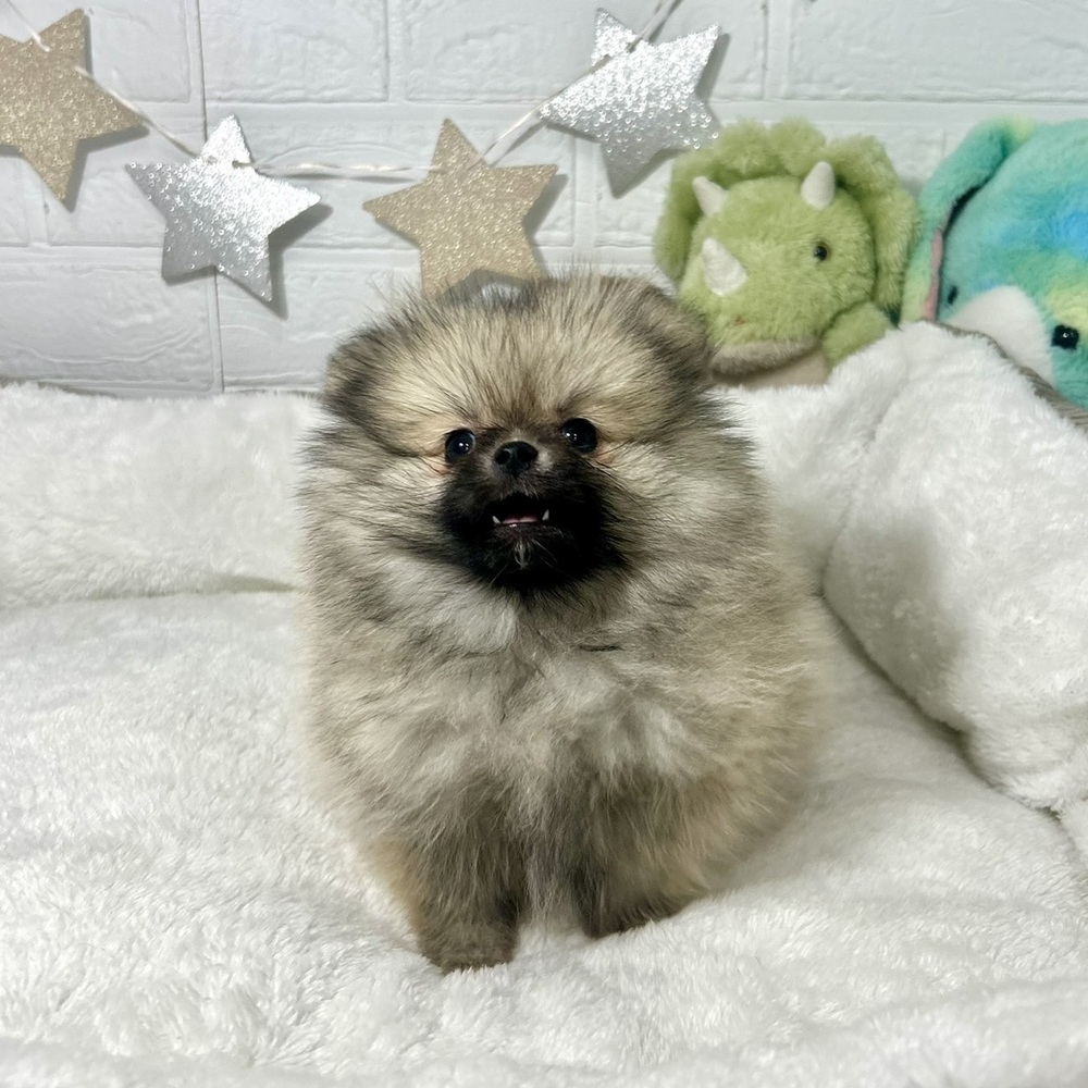 兵庫県のポメラニアン (犬の家＆猫の里ニッケパークタウン加古川店/2025年12月17日生まれ/女の子/ウルフセーブル)の子犬の3枚目の画像